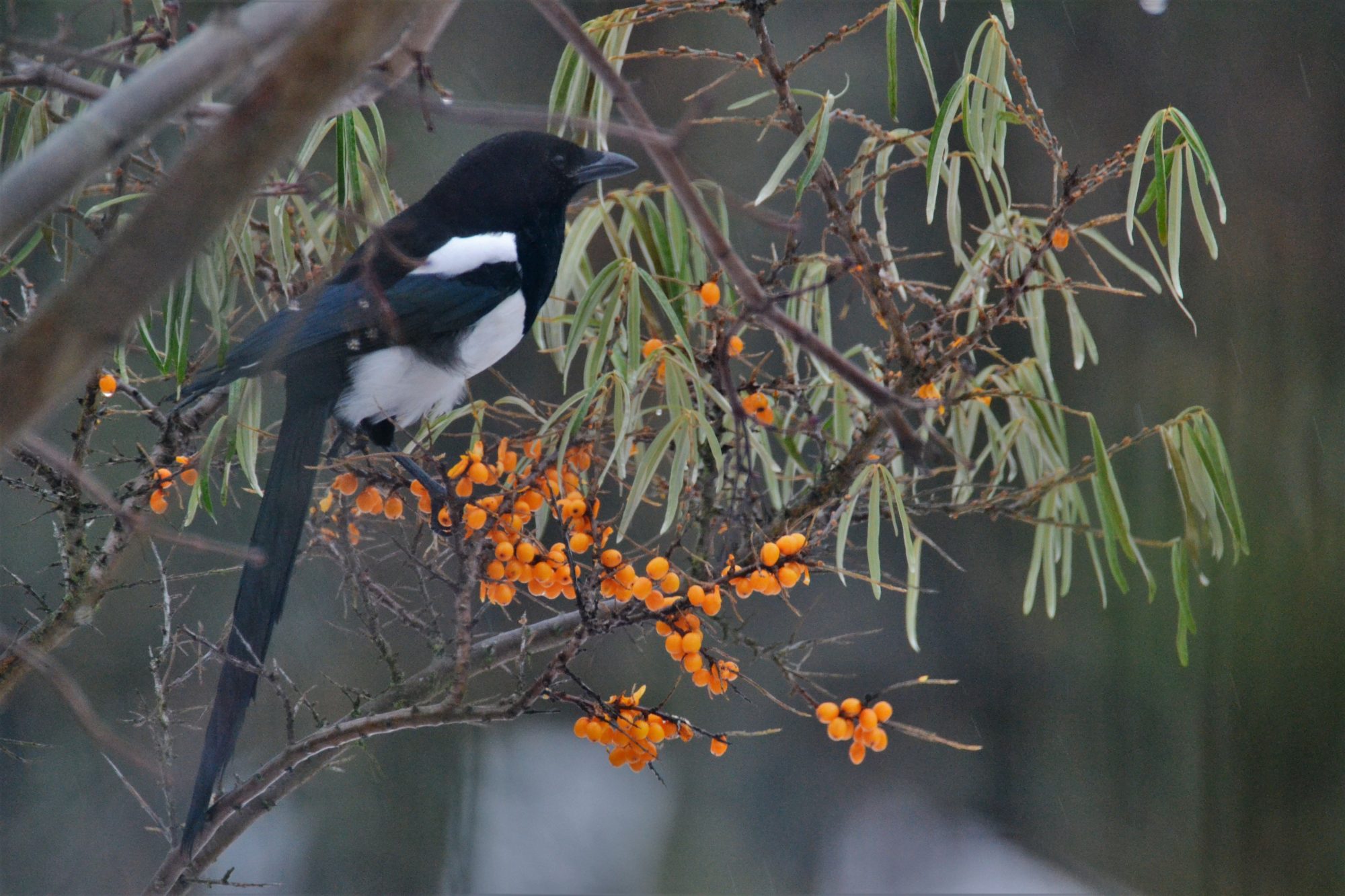 Valokuvaaja: satu välimaa