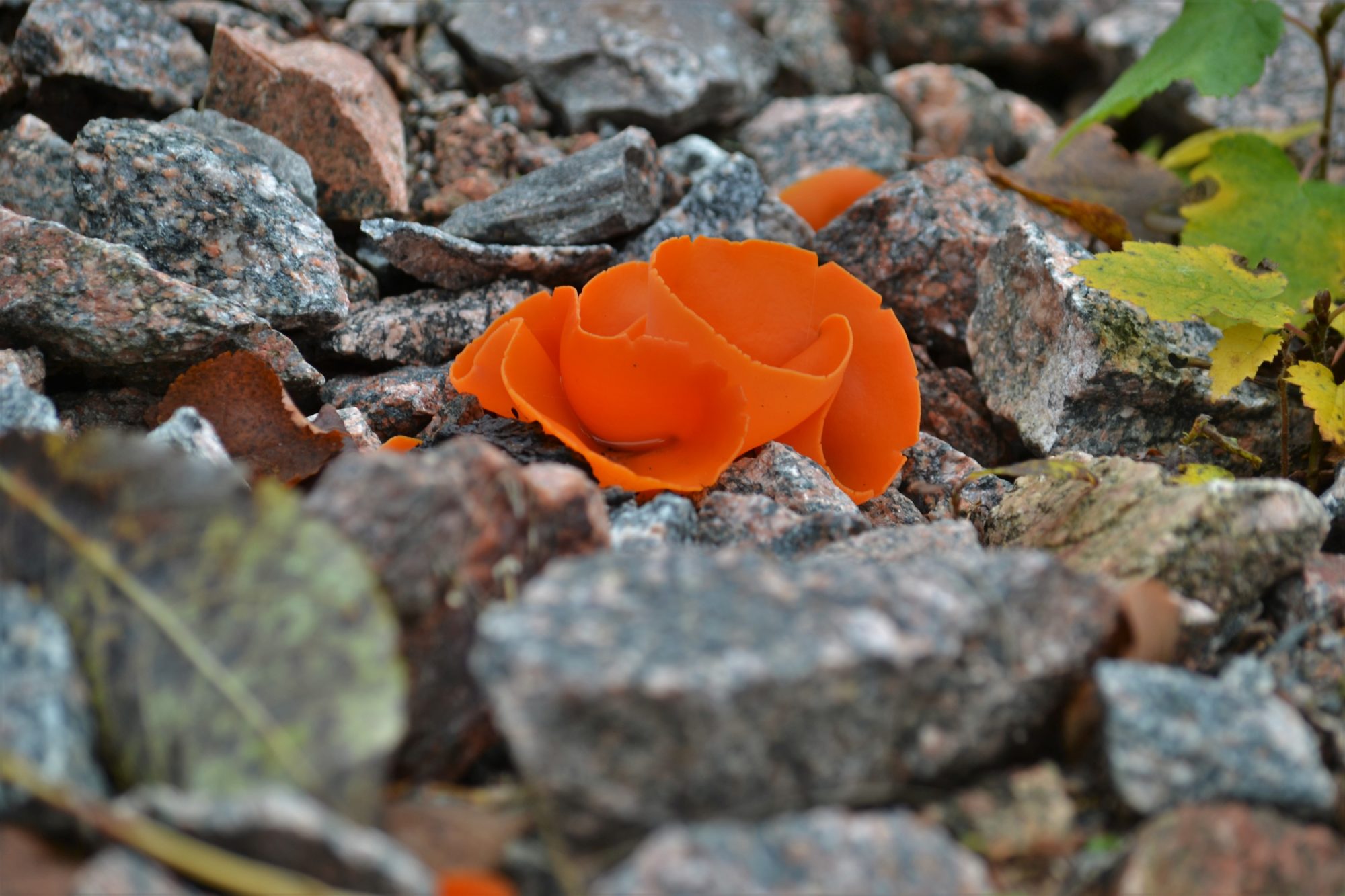 Valokuvaaja: satu välimaa Valokuvaaja: satu välimaa