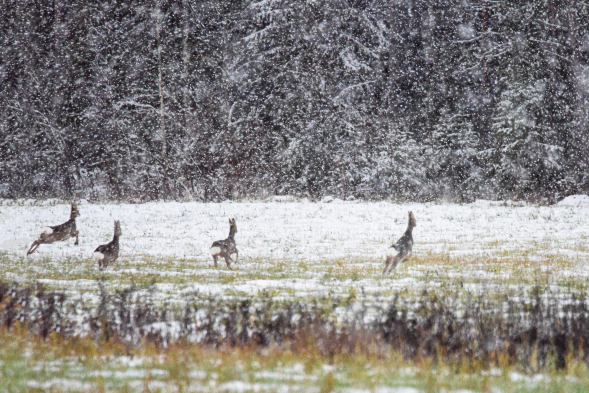 Valokuvaaja: Maija Savolainen