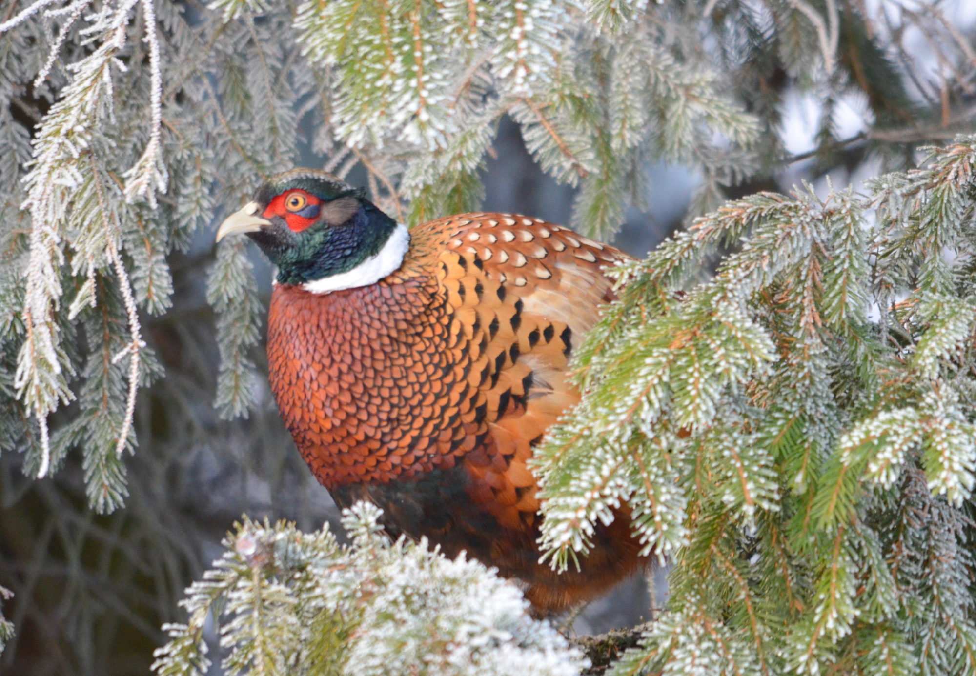 Valokuvaaja: Kaarlo Asikainen