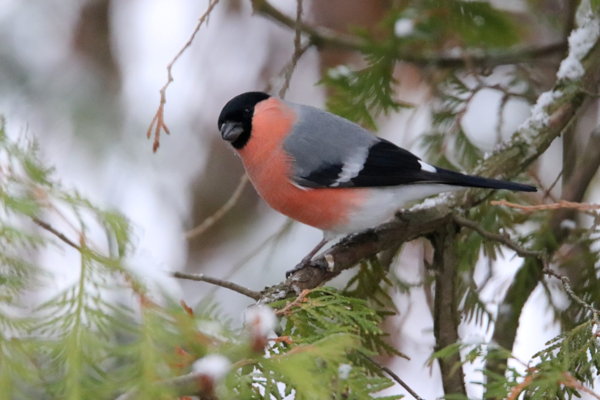 Valokuvaaja: Irja Lehtinen