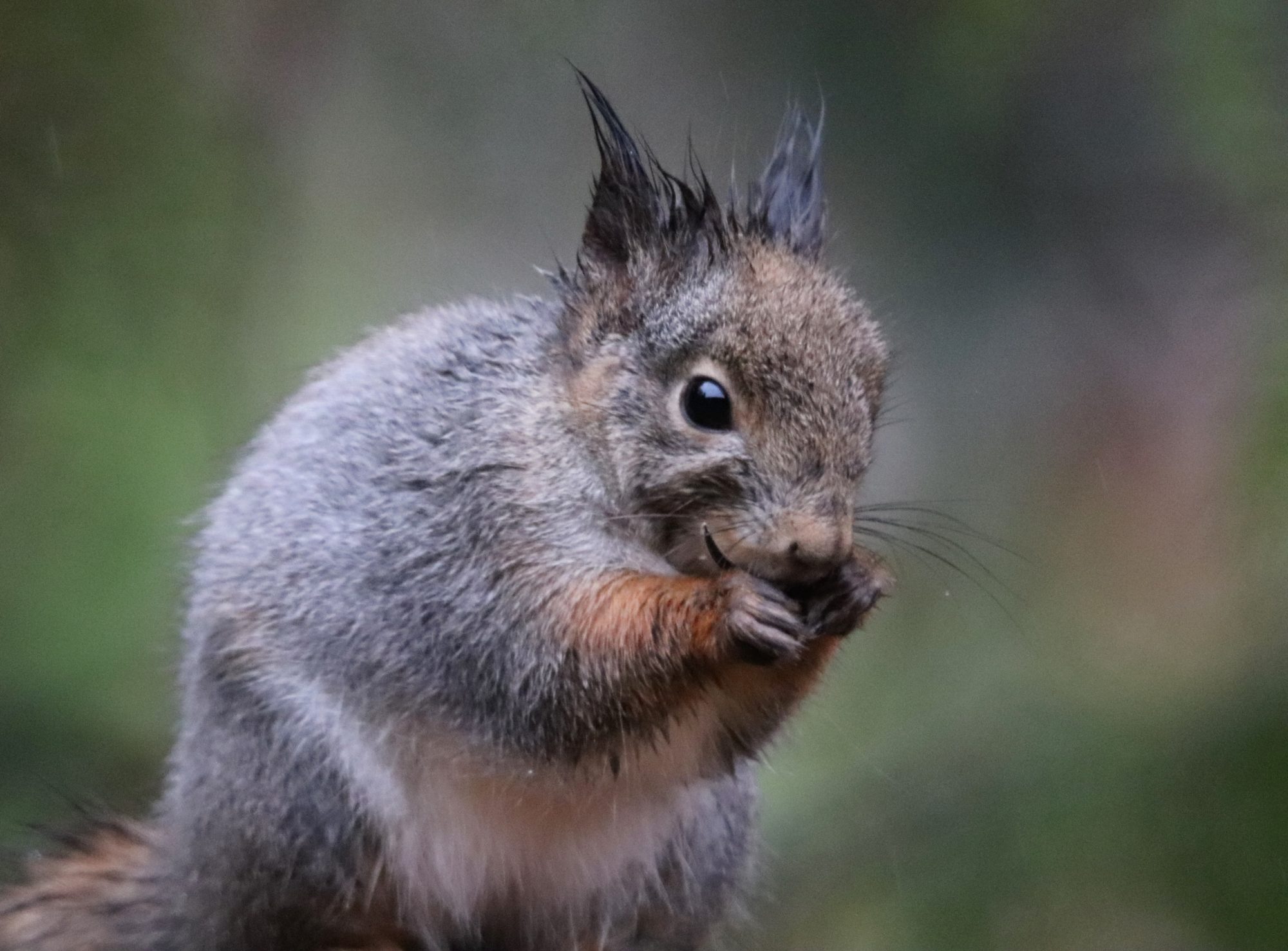 Valokuvaaja: Irja Lehtinen