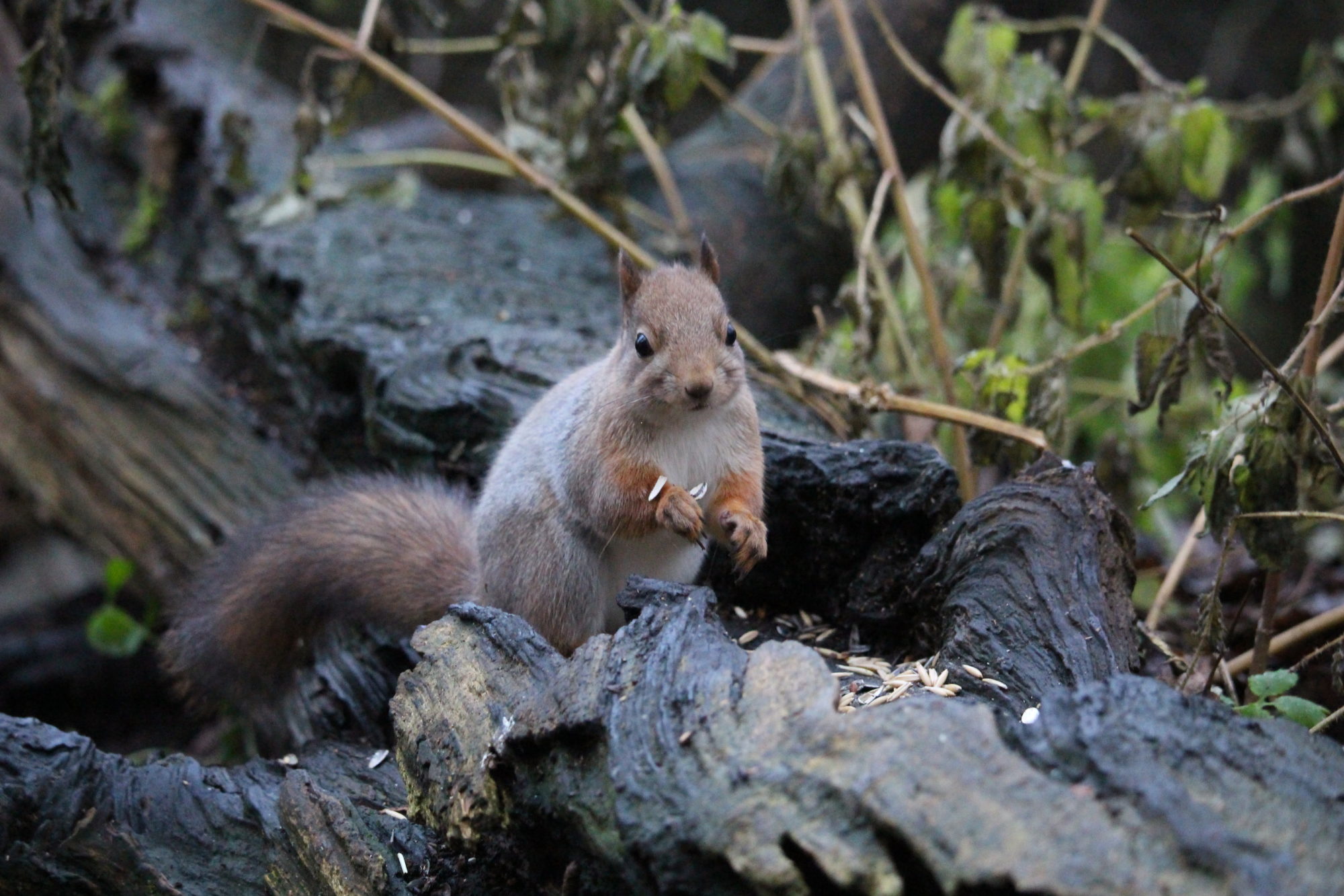 Valokuvaaja: Kirsi-Marja Joenpolvi