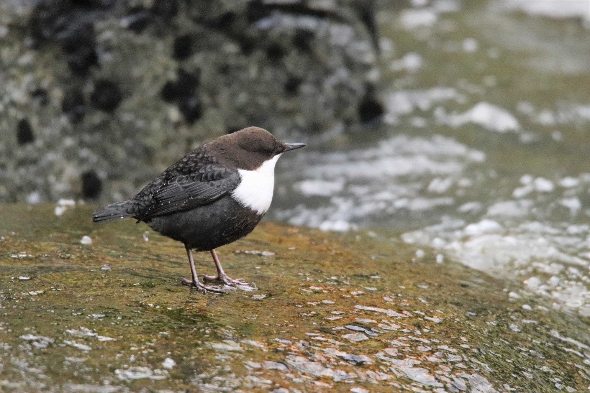 Valokuvaaja: Irja Lehtinen