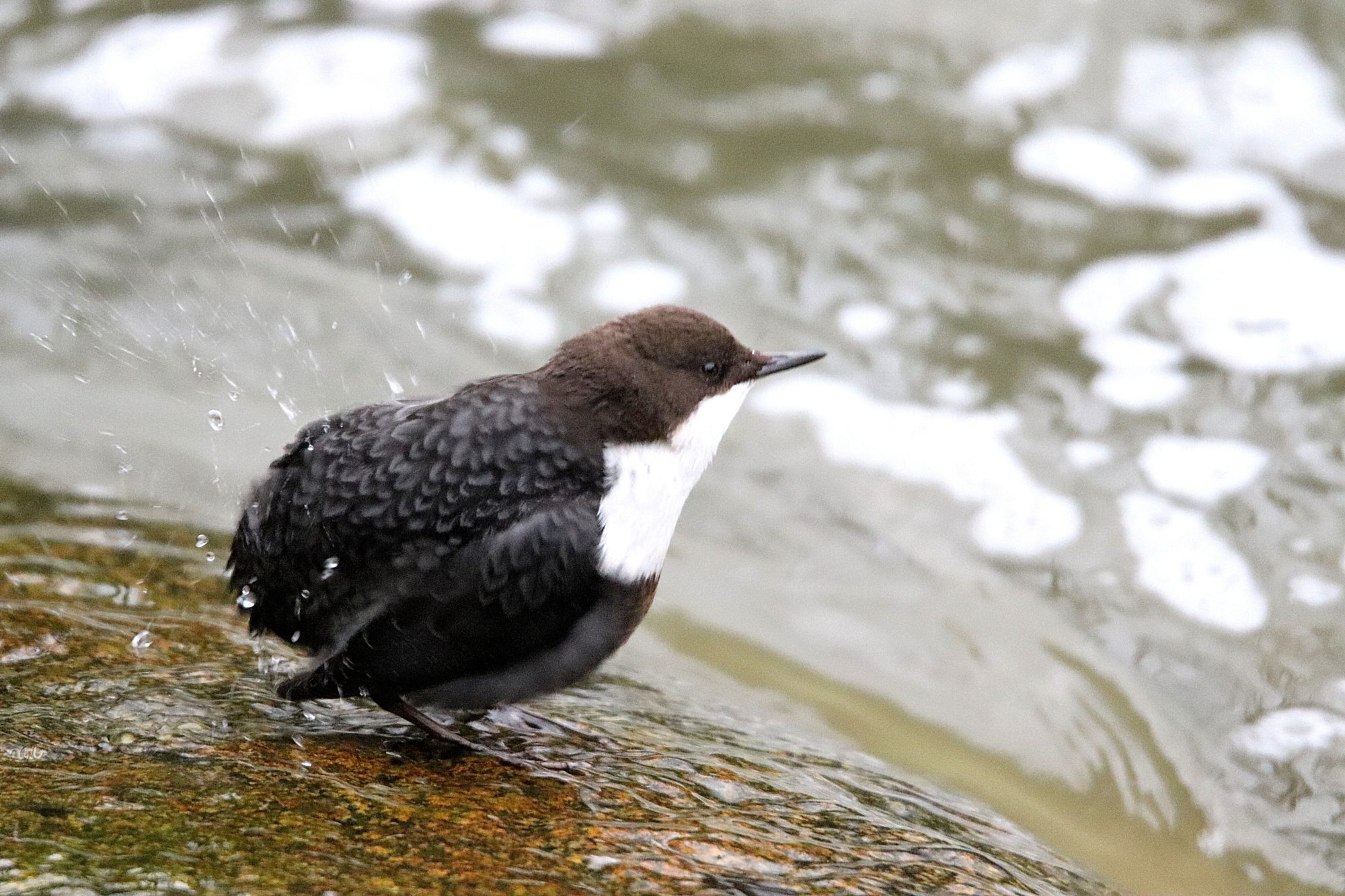Valokuvaaja: Irja Lehtinen