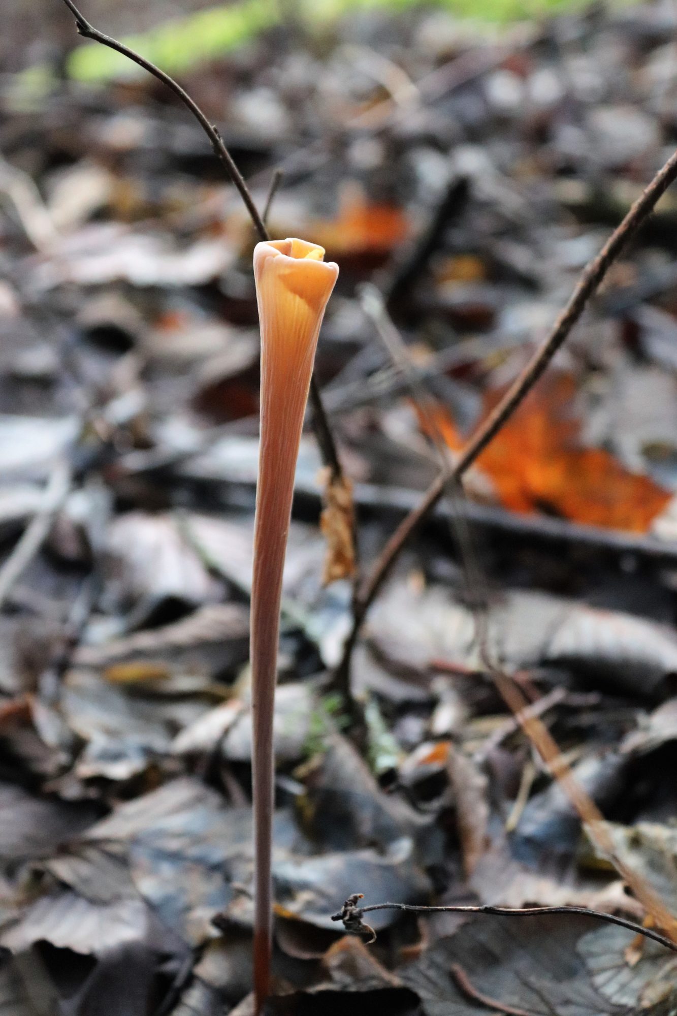 Valokuvaaja: Irja Lehtinen Valokuvaaja: Irja Lehtinen