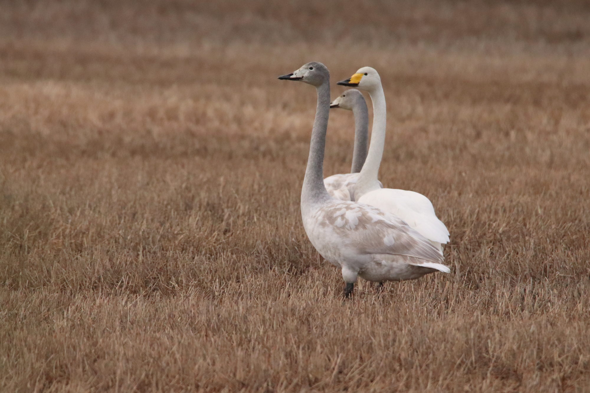 Valokuvaaja: Irja Lehtinen