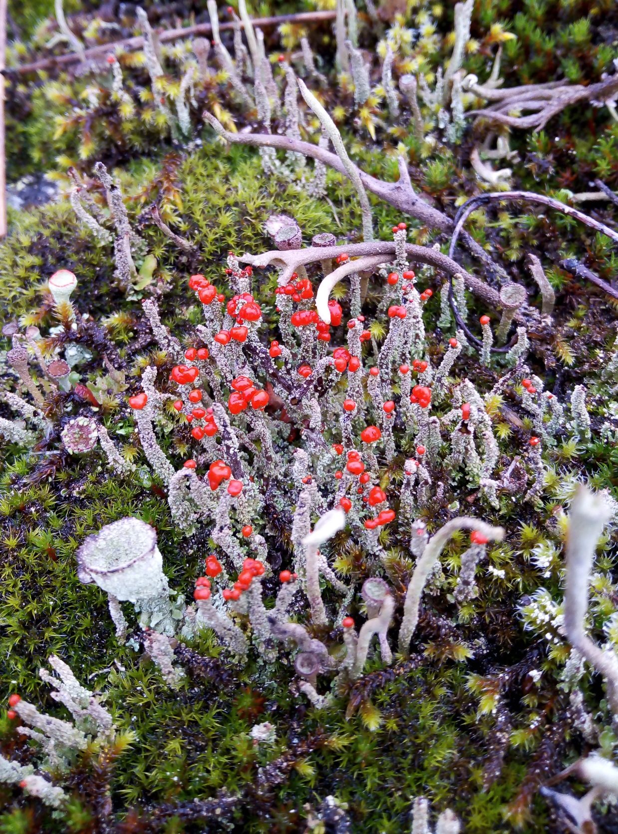 Valokuvaaja: Anne Ikäheimonen