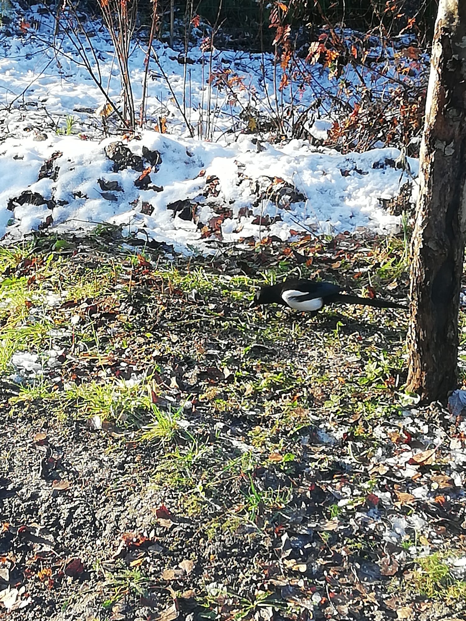 Valokuvaaja: Taru Karoniemi Valokuvaaja: Taru Karoniemi
