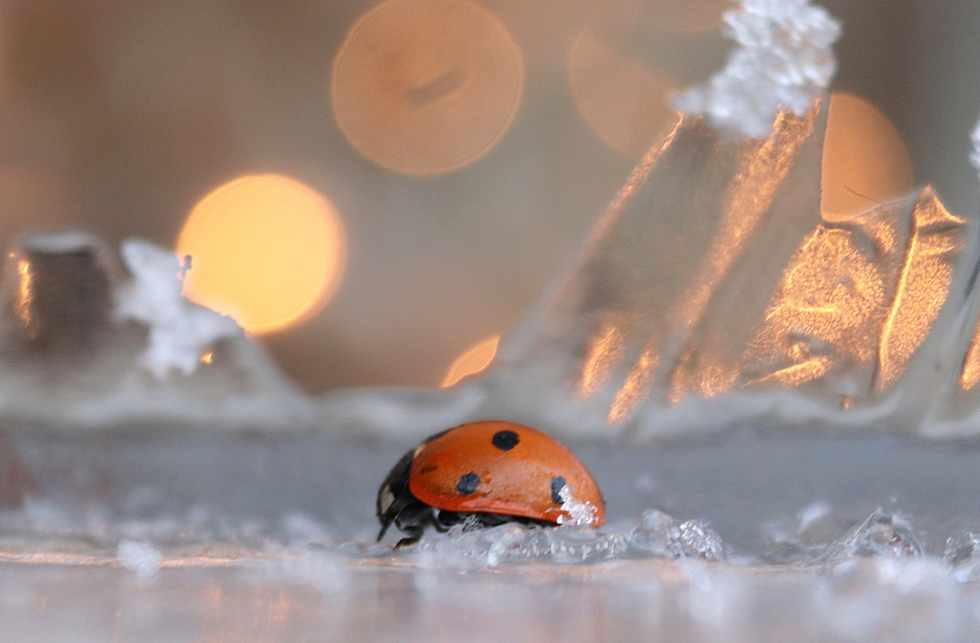 Valokuvaaja: Irja Lehtinen