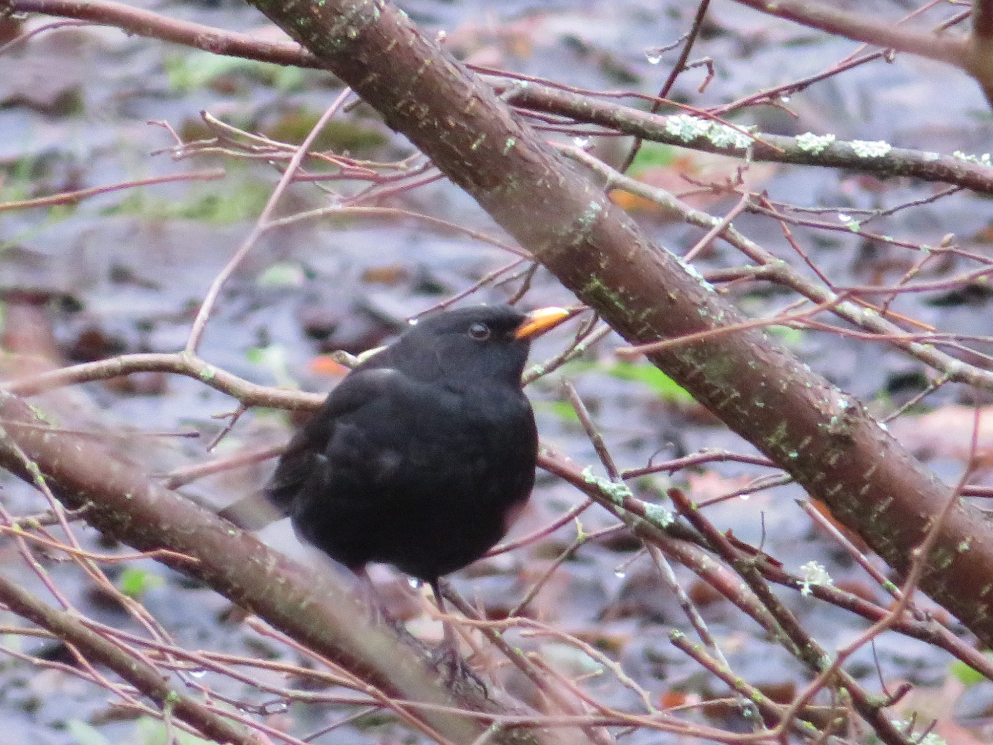 Valokuvaaja: Risto Kangassalo