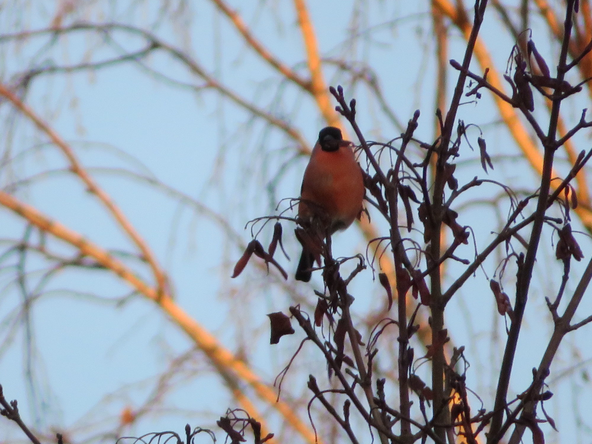 Valokuvaaja: Risto Kangassalo