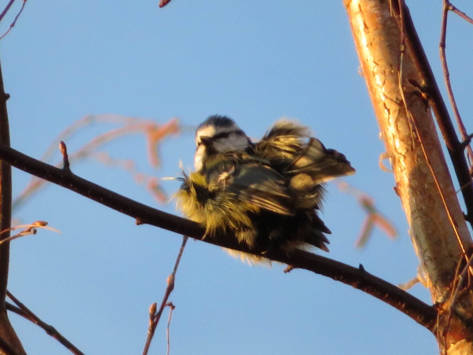 Valokuvaaja: Risto Kangassalo Valokuvaaja: Risto Kangassalo