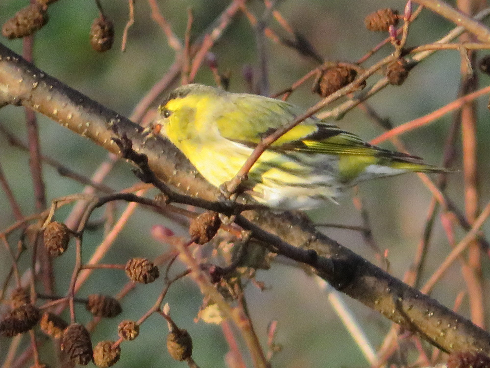 Valokuvaaja: Risto Kangassalo