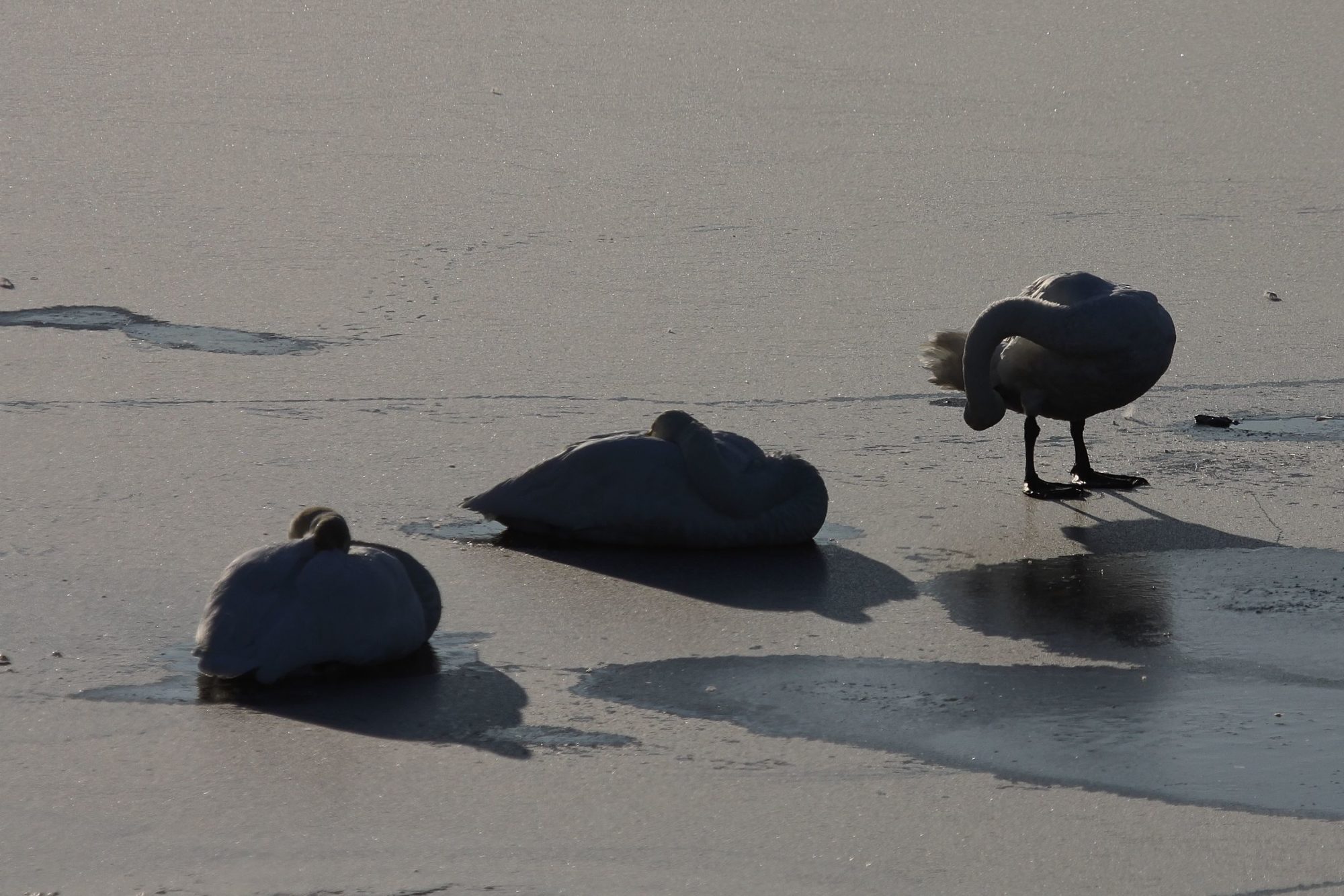 Valokuvaaja: Pirkko Siukonen