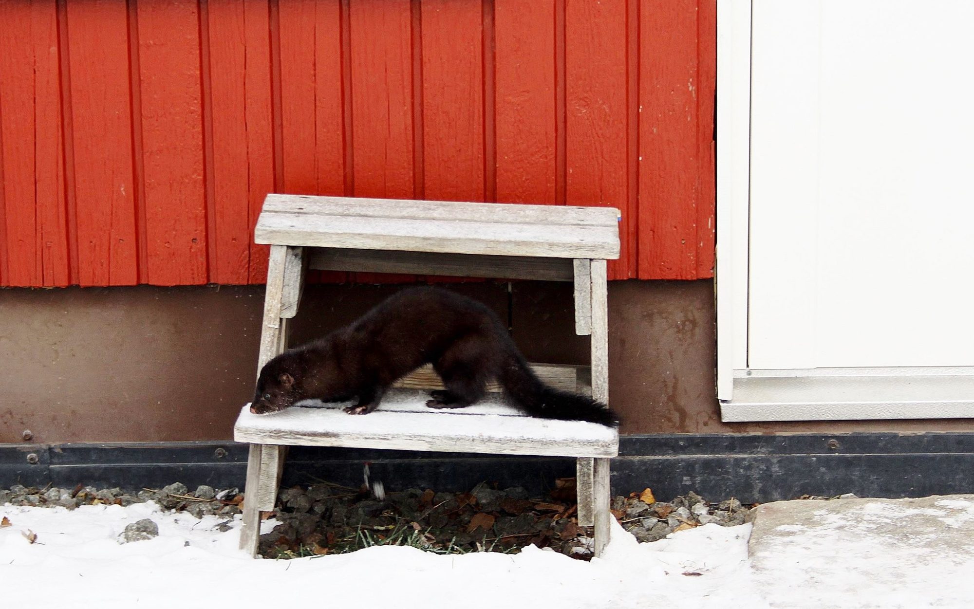Valokuvaaja: Pirkko Siukonen