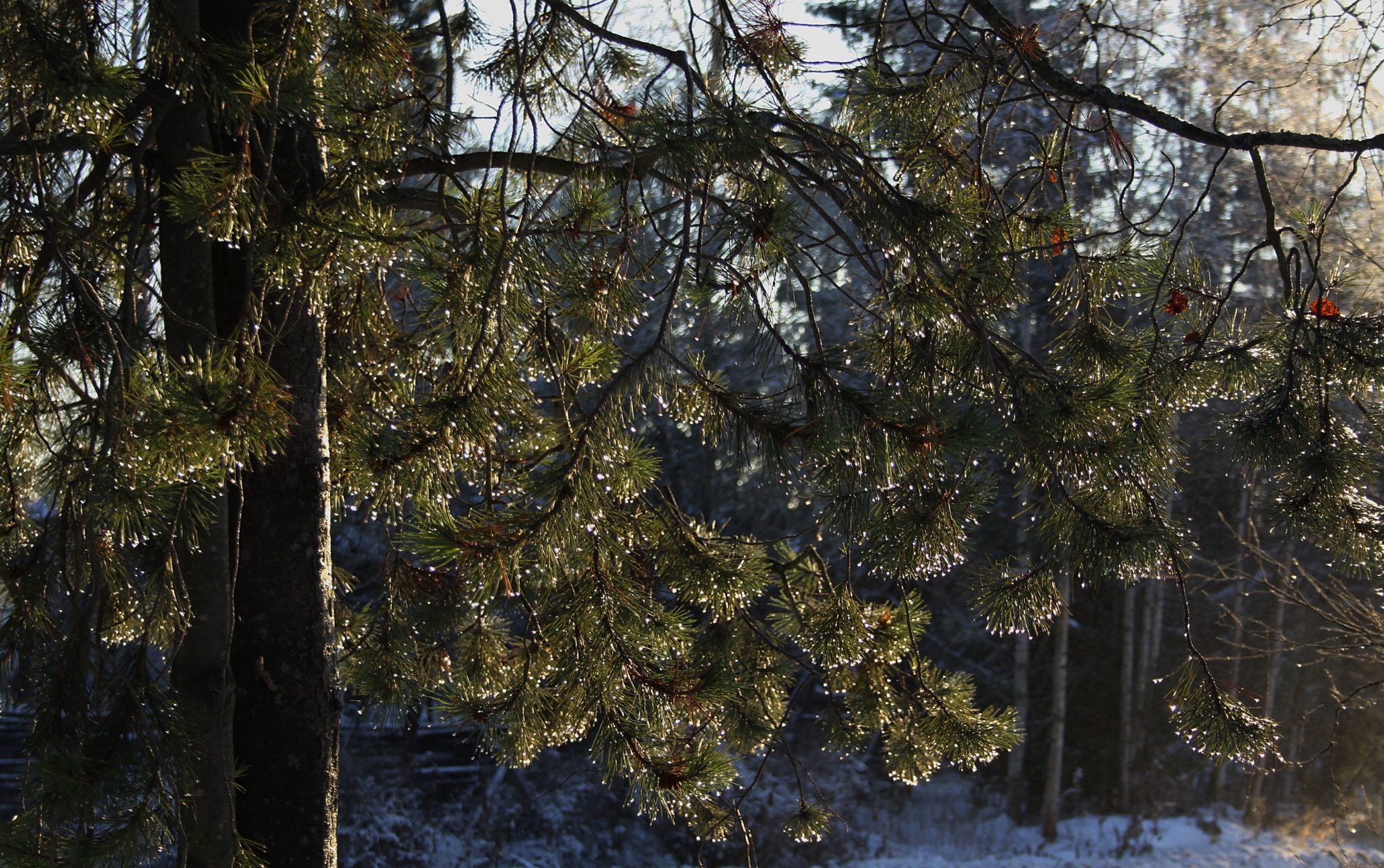 Valokuvaaja: Pirkko Siukonen Valokuvaaja: Pirkko Siukonen