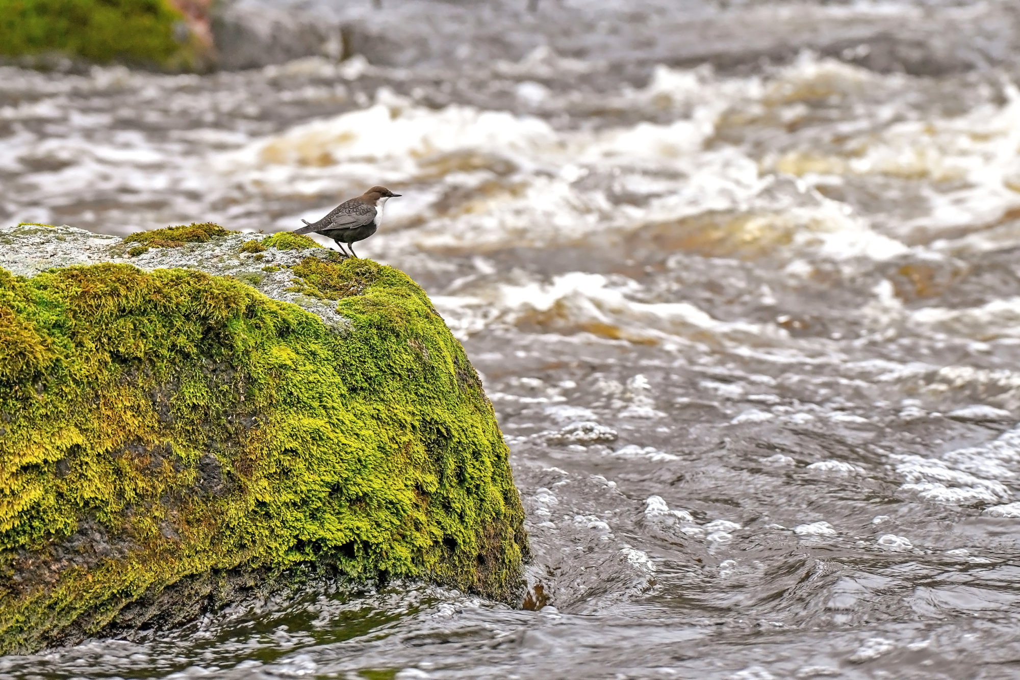 Valokuvaaja: Esko Pihl