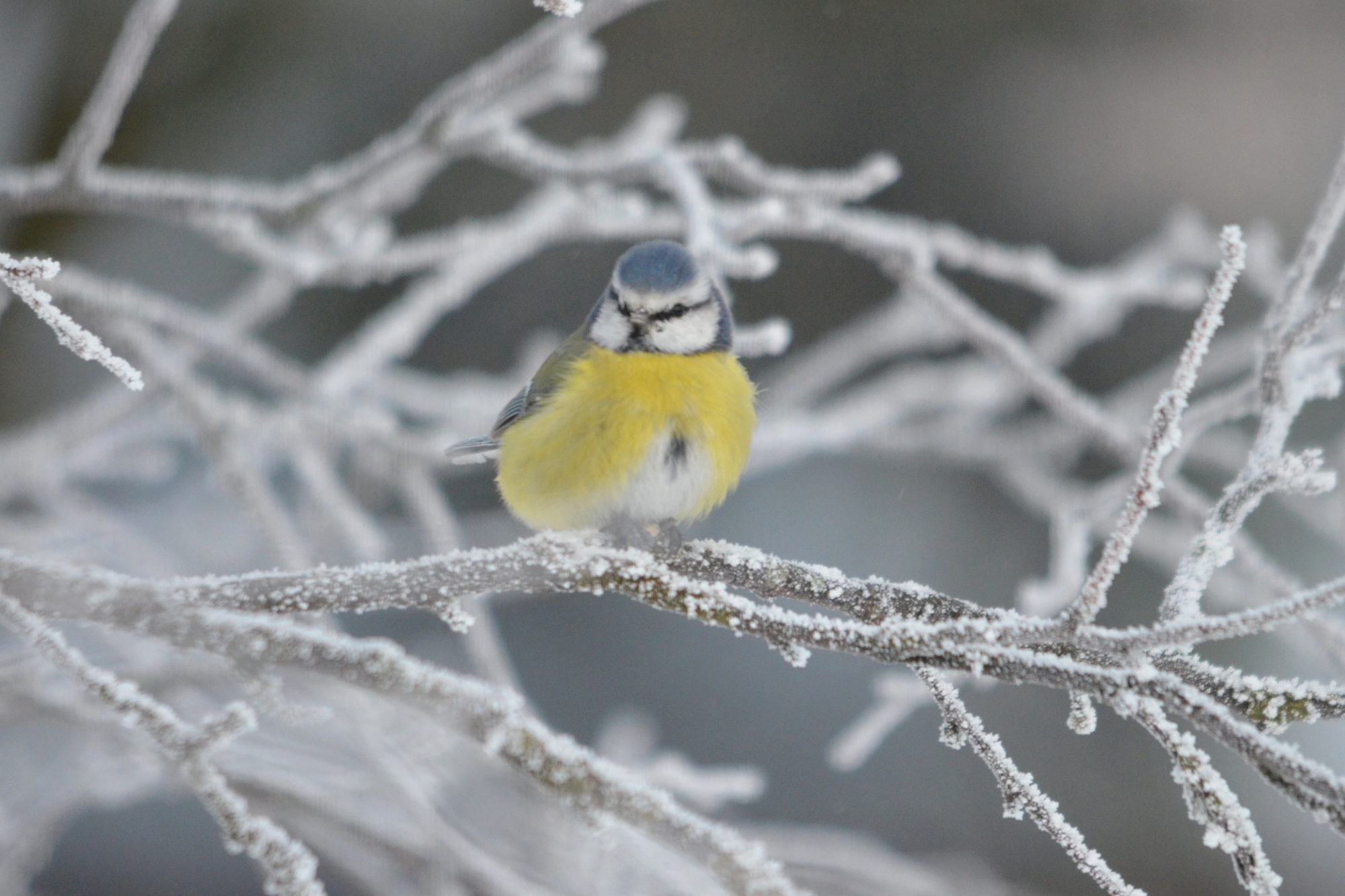 Valokuvaaja: Kaarlo Asikainen