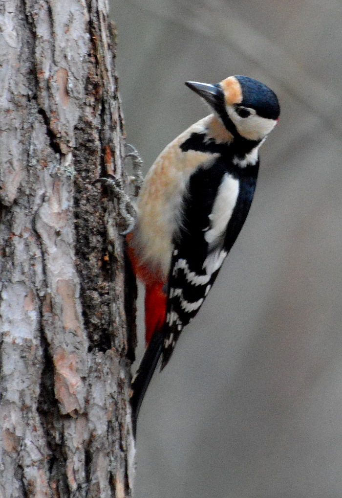 Valokuvaaja: Elisabet Varonen