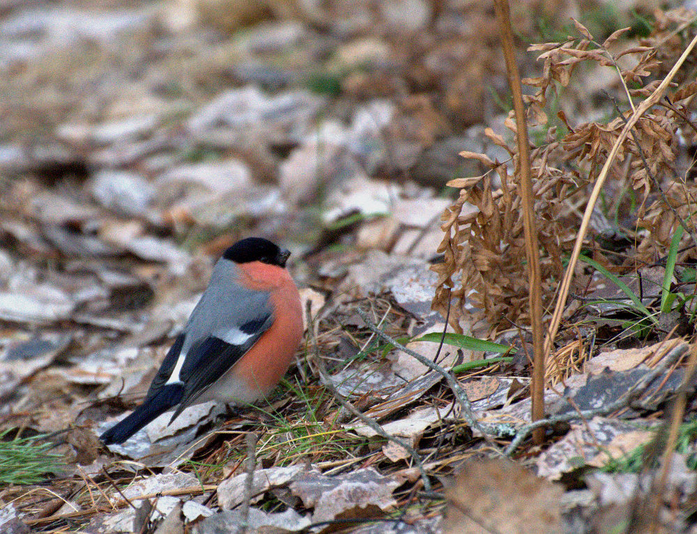 Valokuvaaja: Elisabet Varonen