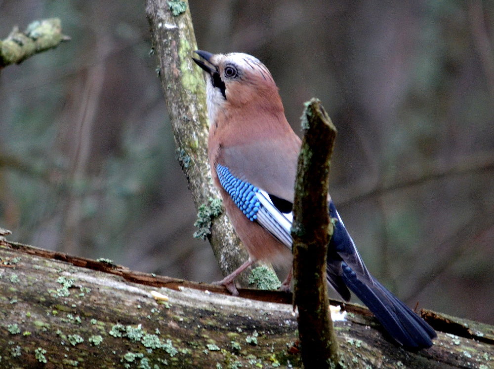 Valokuvaaja: Jouko Varonen Valokuvaaja: Jouko Varonen