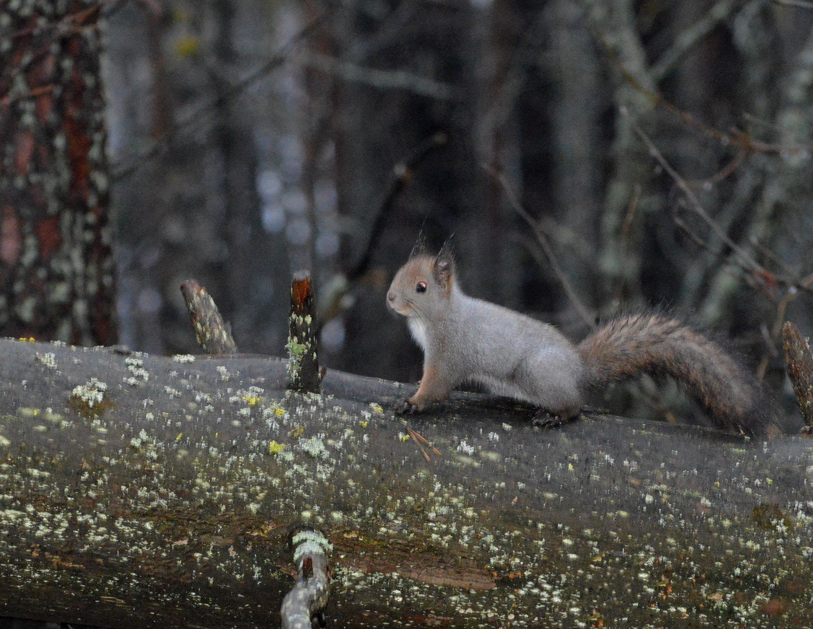 Valokuvaaja: Elisabet Varonen