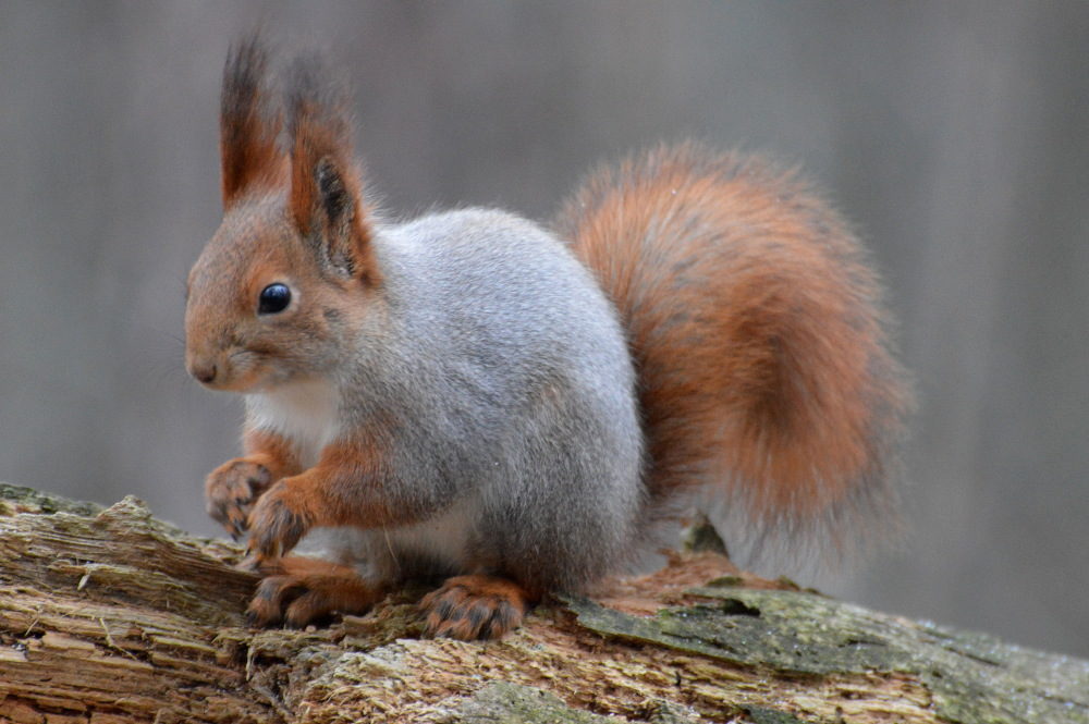 Valokuvaaja: Elisabet Varonen