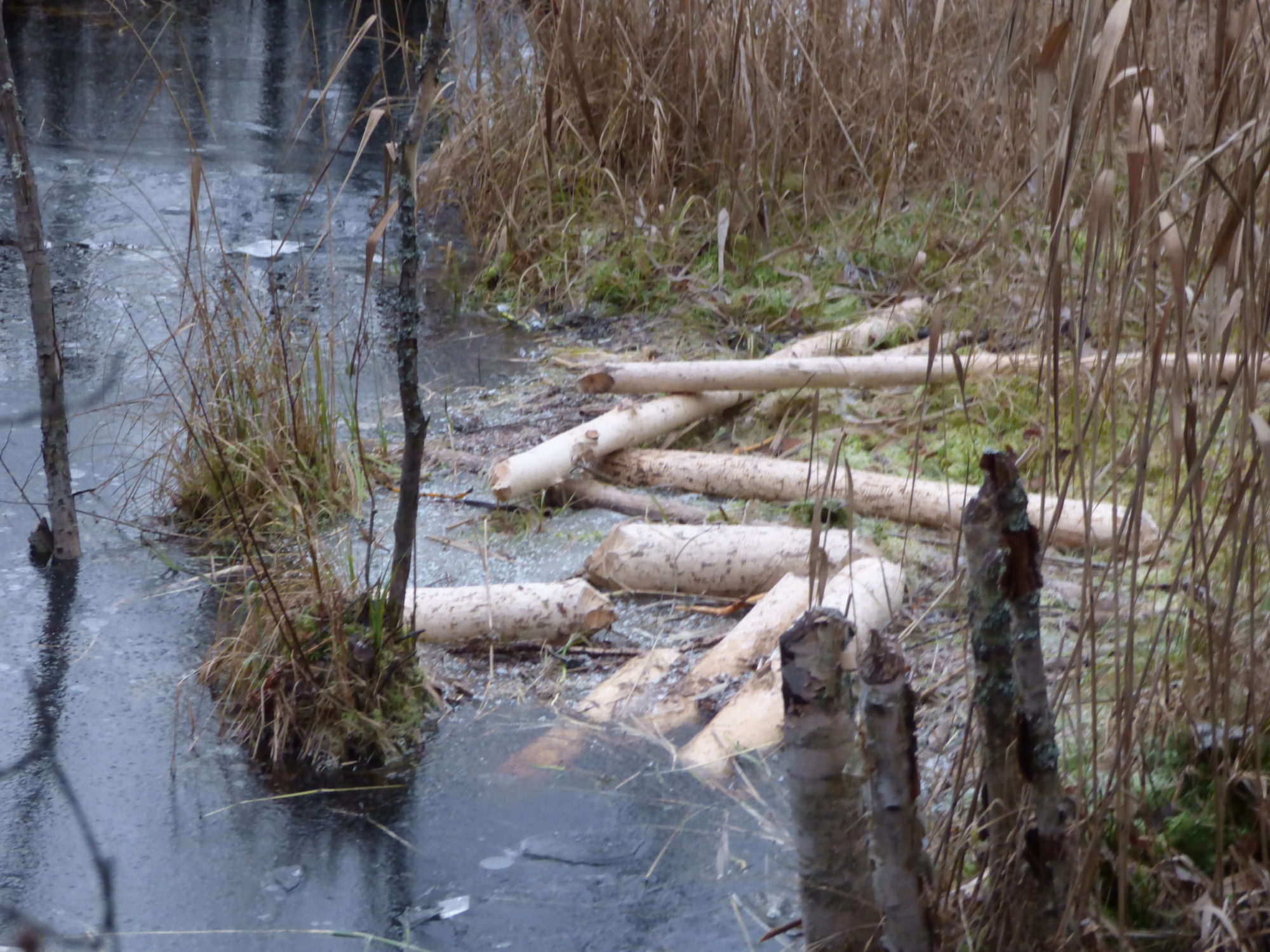 Valokuvaaja: Hannu Rissanen