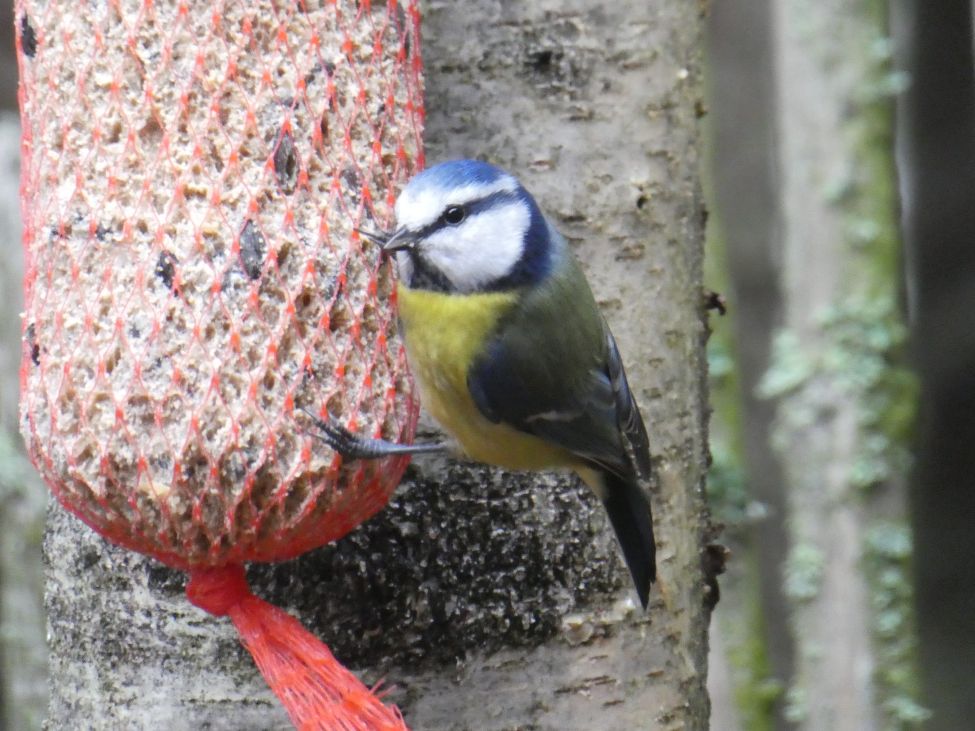 Valokuvaaja: Anja Mustamaa