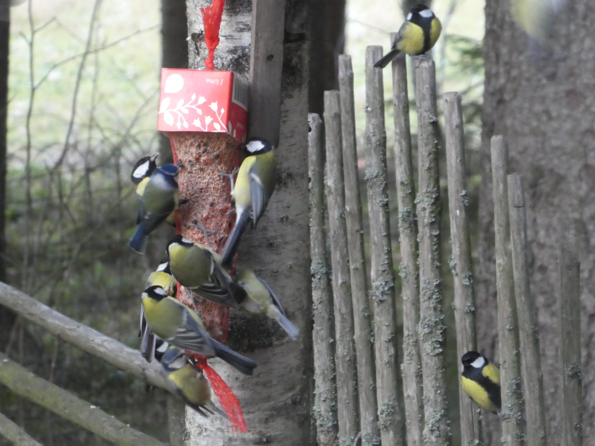 Valokuvaaja: Anja Mustamaa