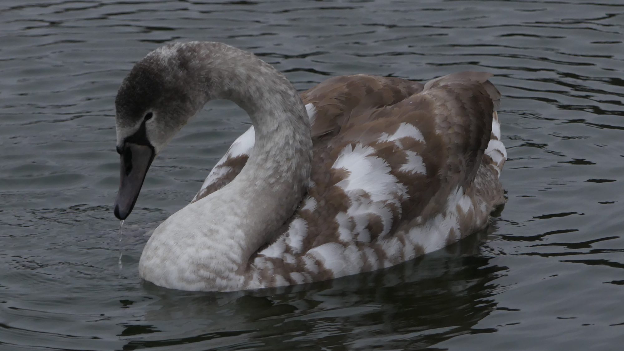 Valokuvaaja: Valtonen Martti