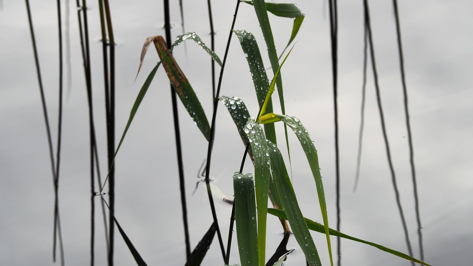 Valokuvaaja: Arja Valtonen