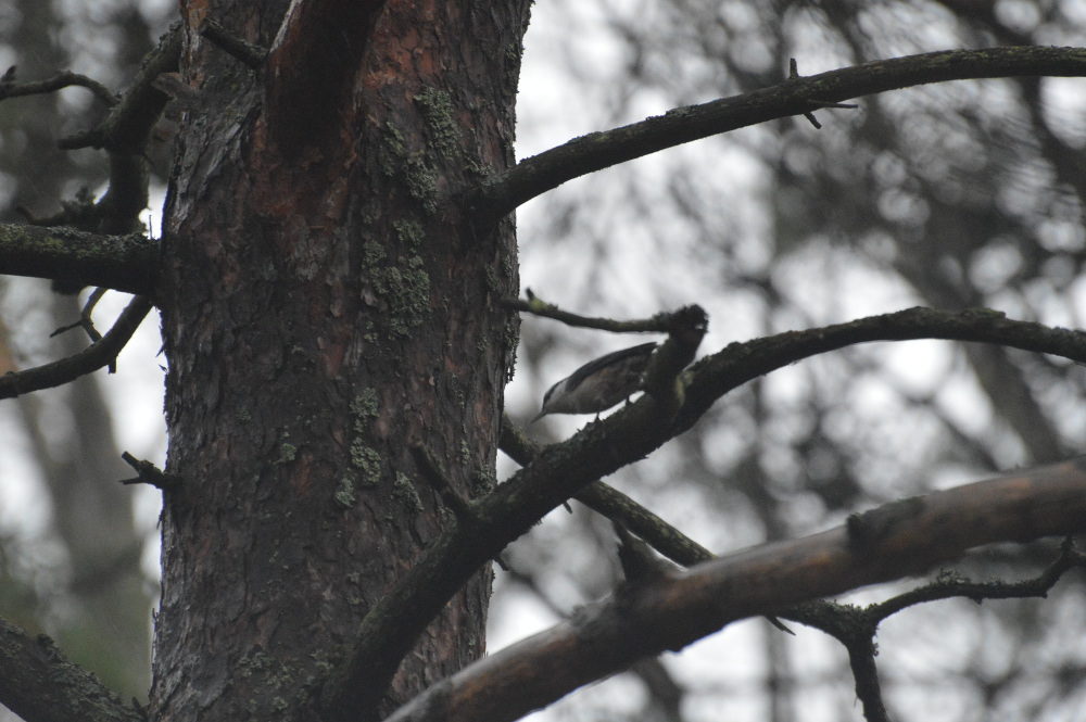 Valokuvaaja: Elisabet Varonen