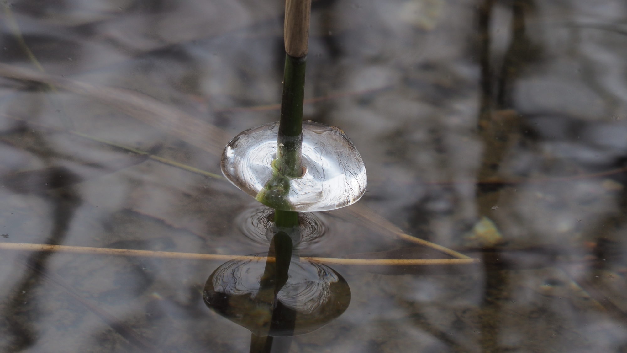 Valokuvaaja: Arja Valtonen