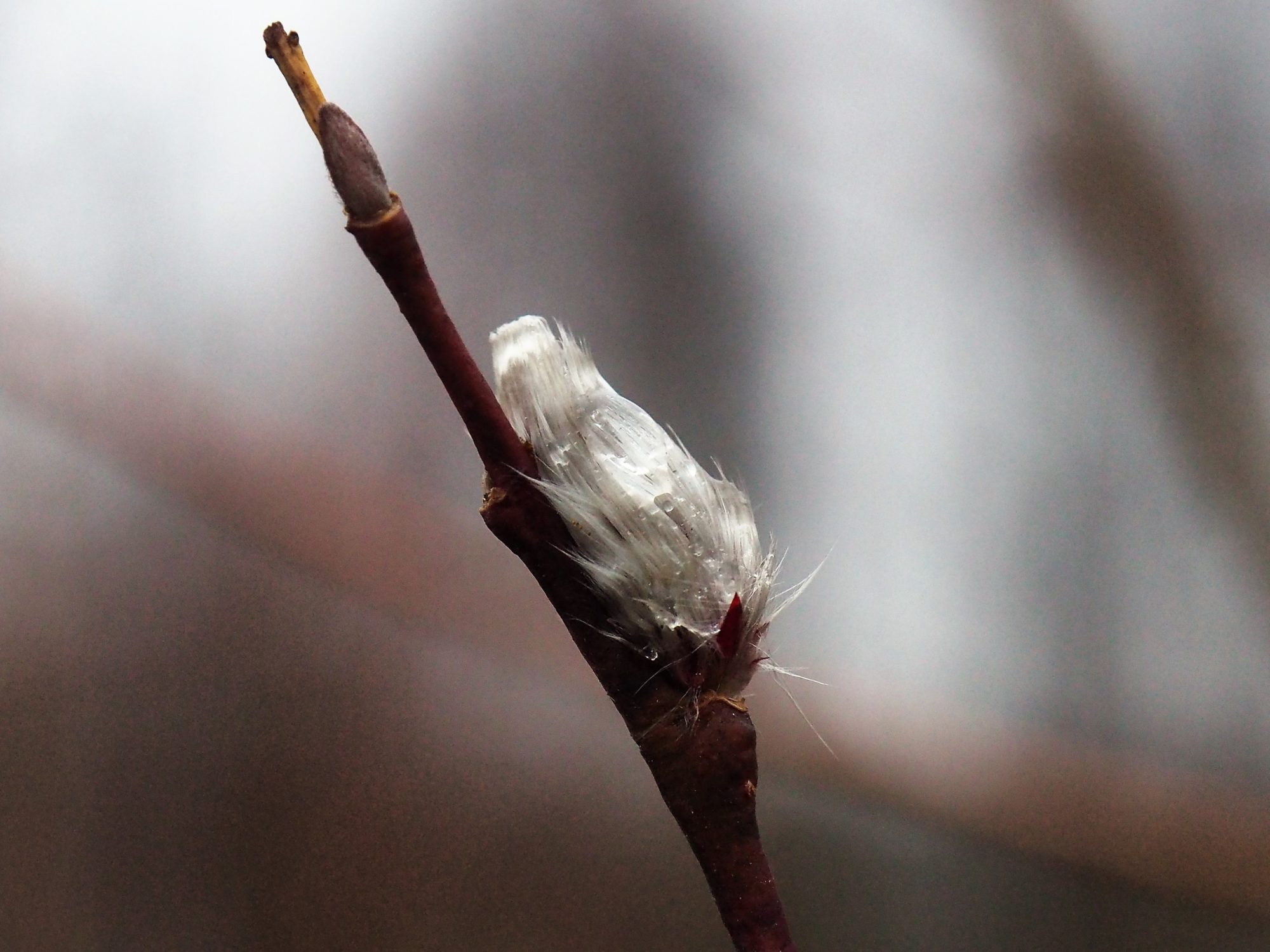 Valokuvaaja: Arja Valtonen
