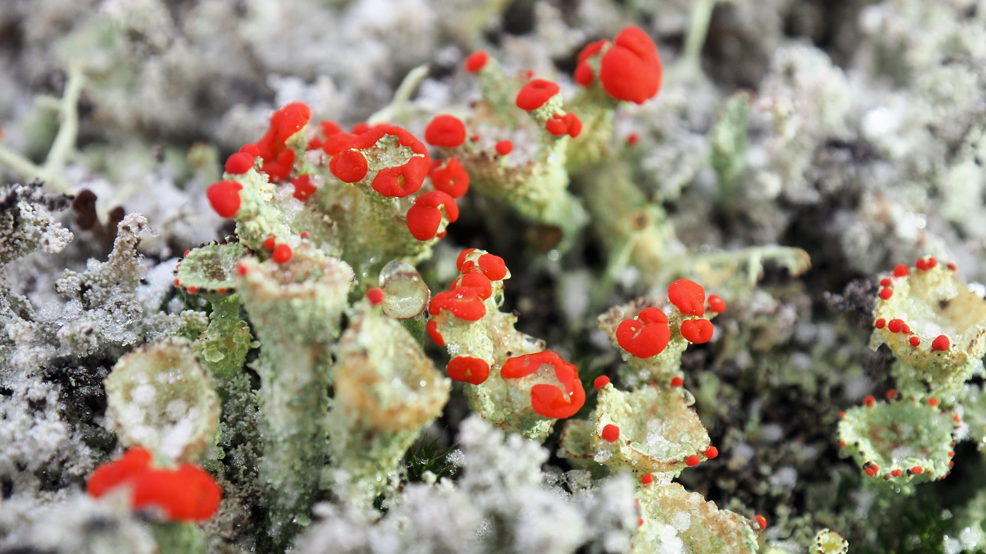 Valokuvaaja: Arja Valtonen