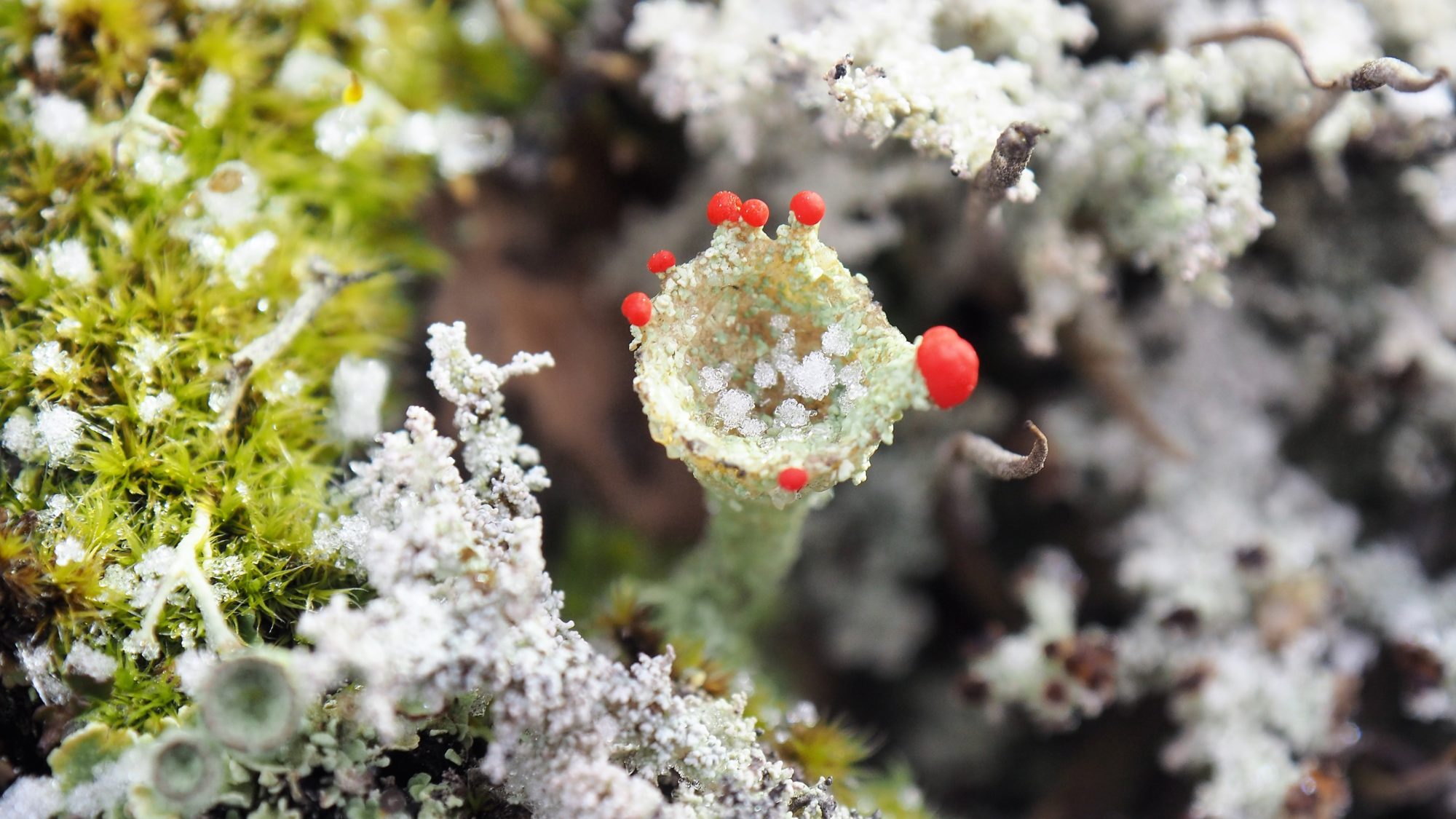 Valokuvaaja: Arja Valtonen