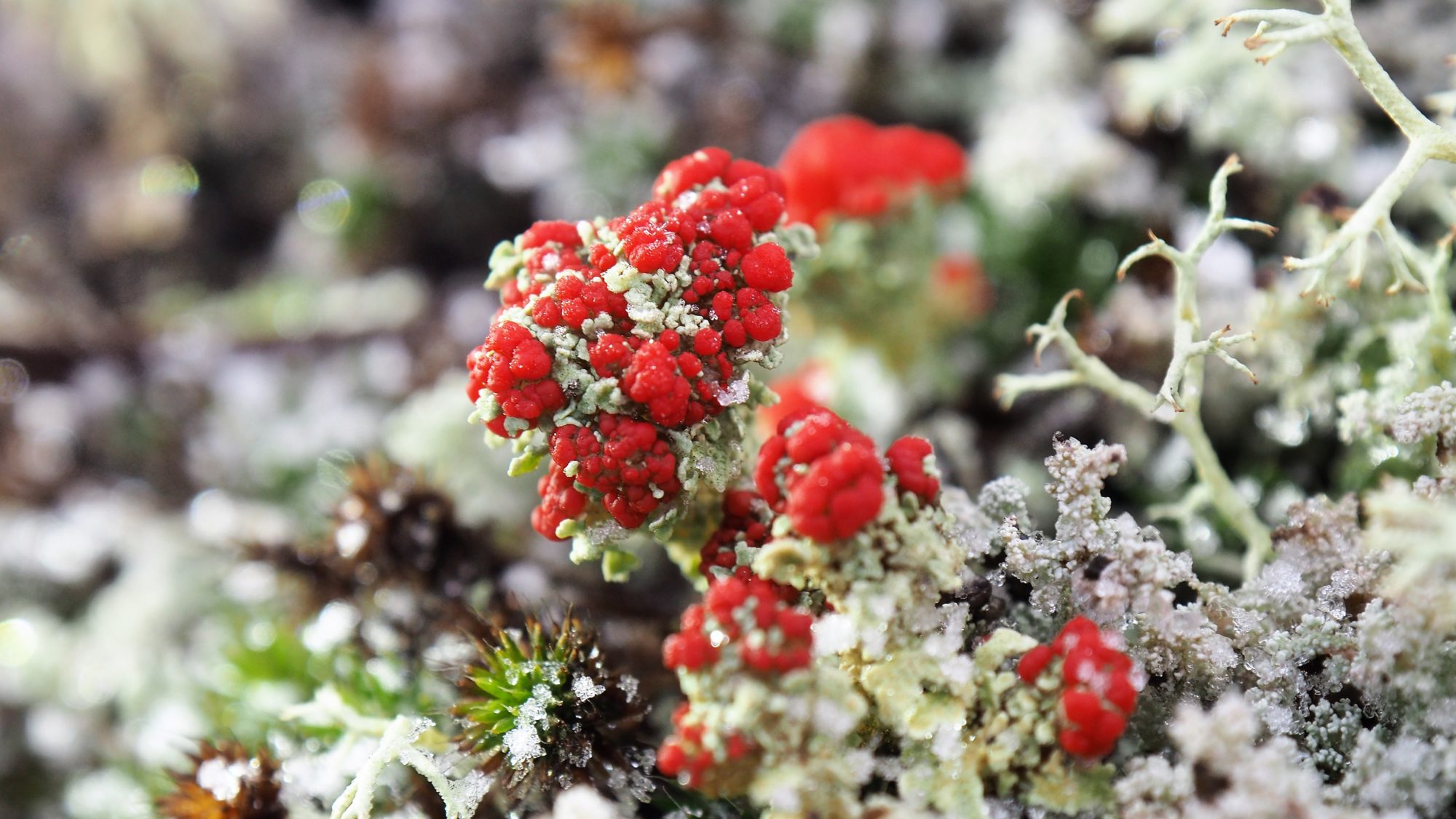 Valokuvaaja: Arja Valtonen