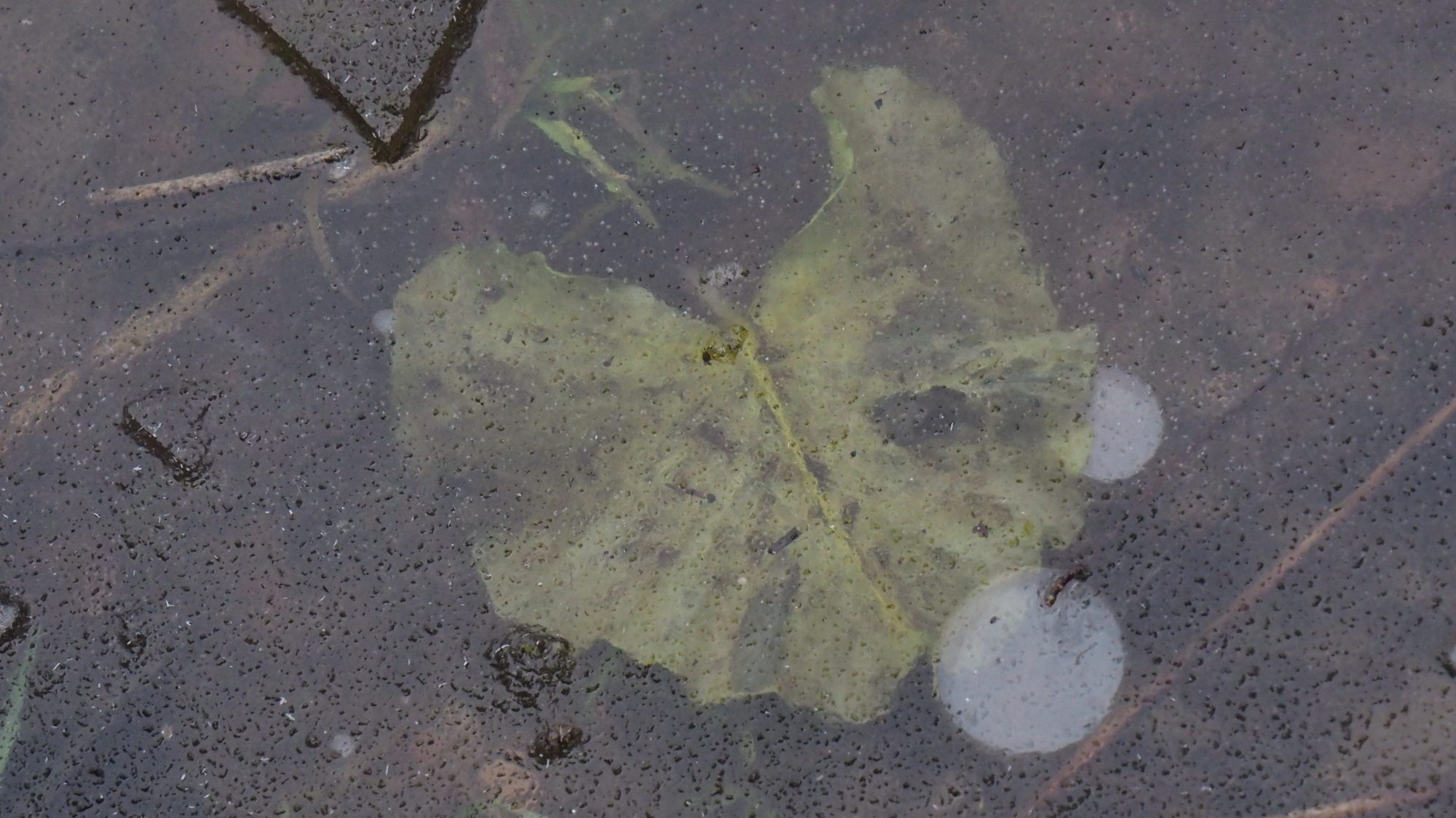 Valokuvaaja: Arja Valtonen