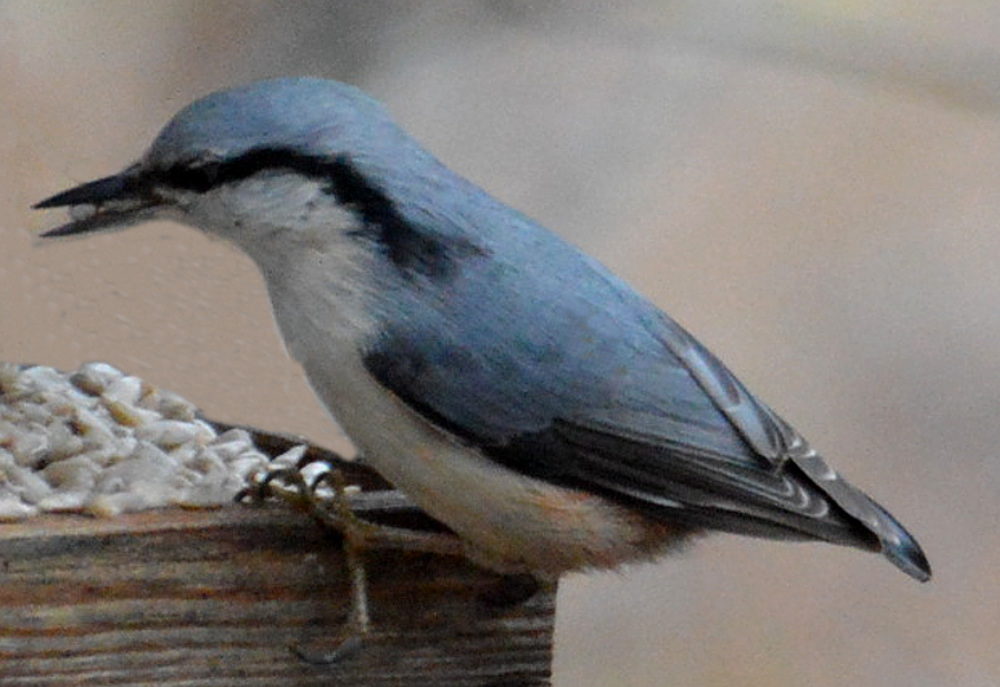 Valokuvaaja: Elisabet Varonen