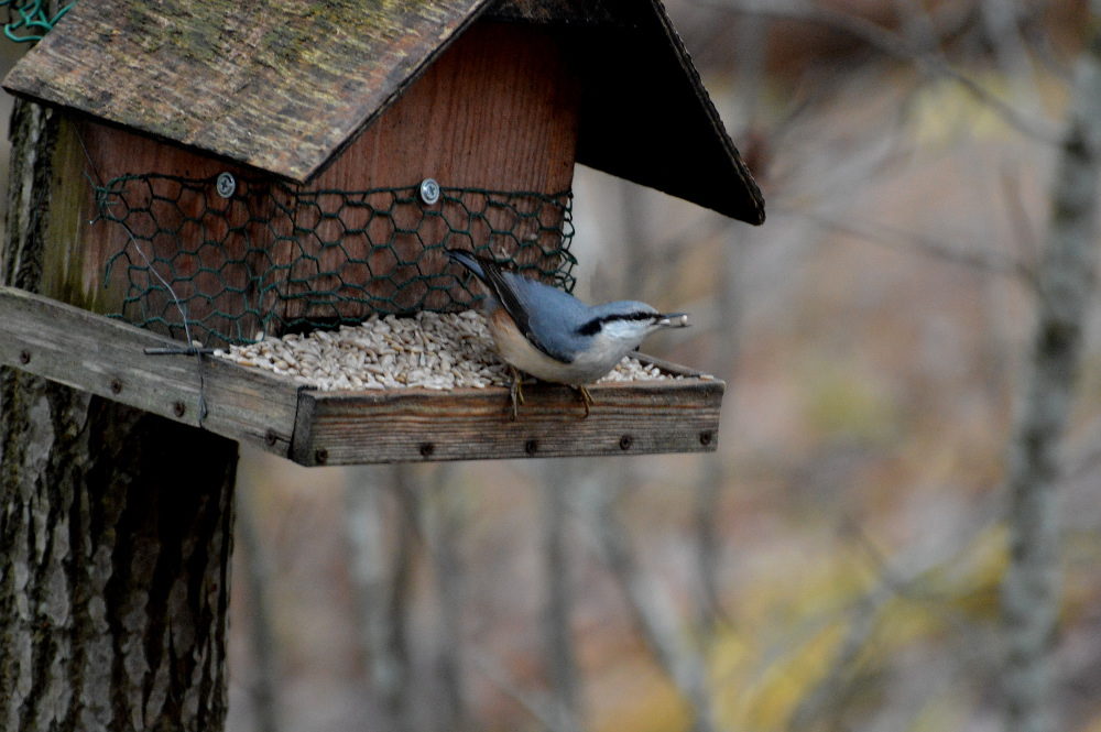 Valokuvaaja: Elisabet Varonen
