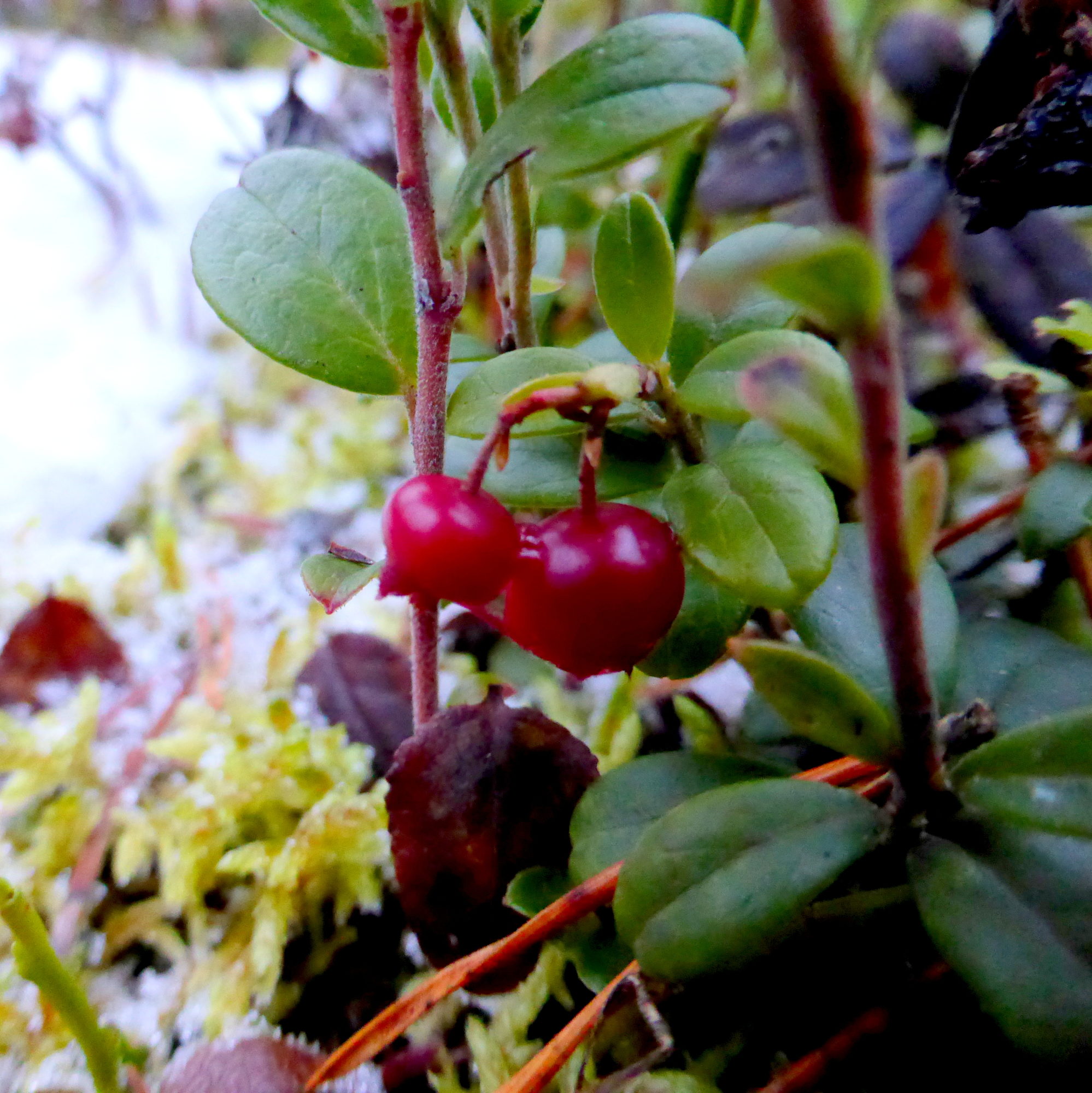 Valokuvaaja: Kaarlo Asikainen