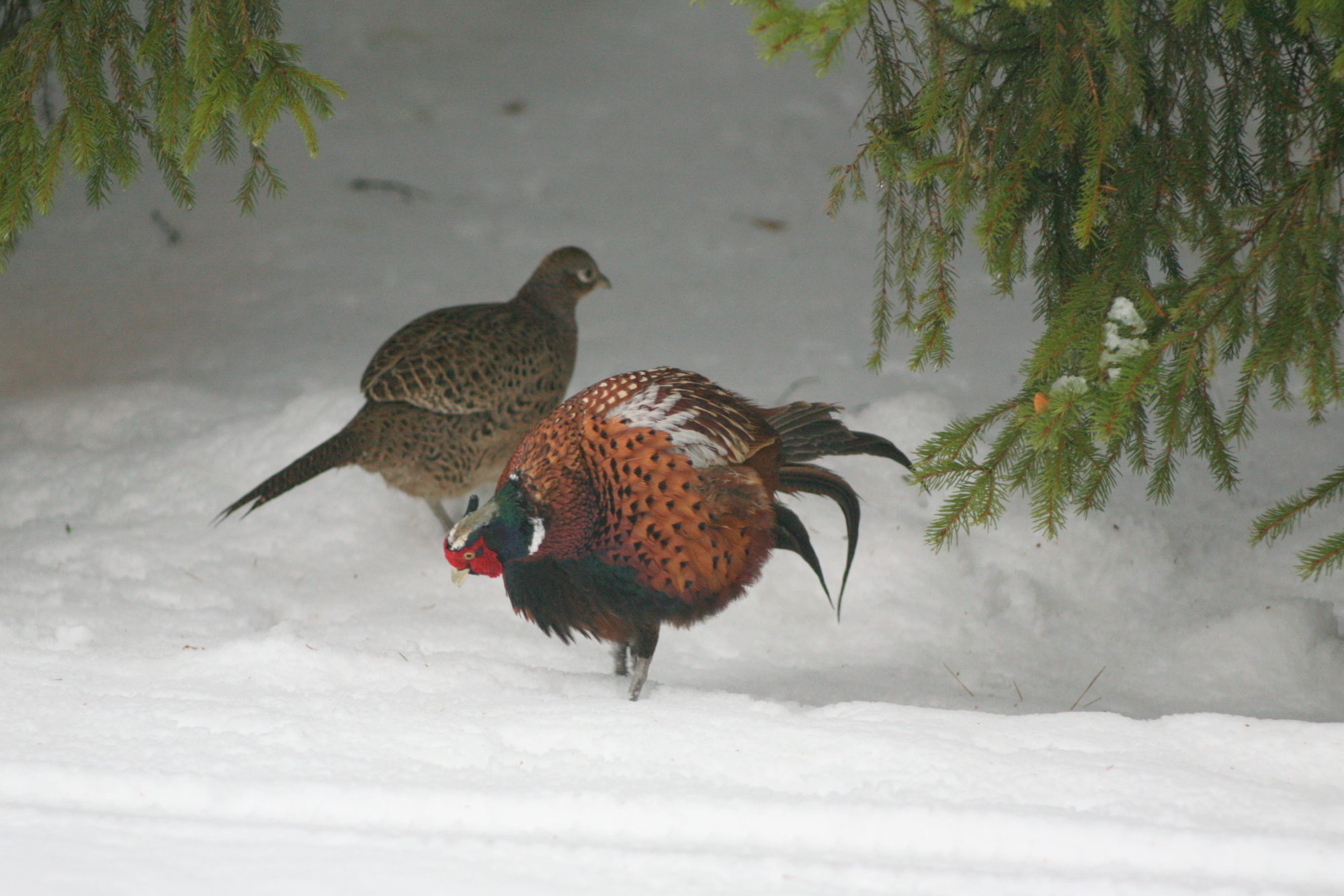 Valokuvaaja: Kaarlo Asikainen