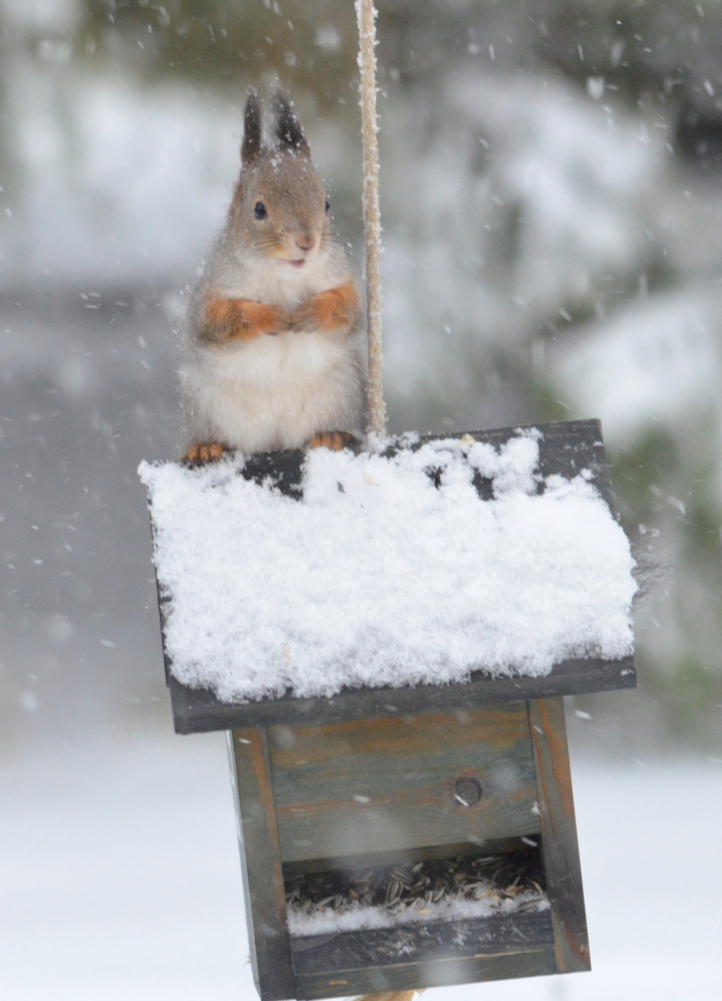 Valokuvaaja: Kaarlo Asikainen