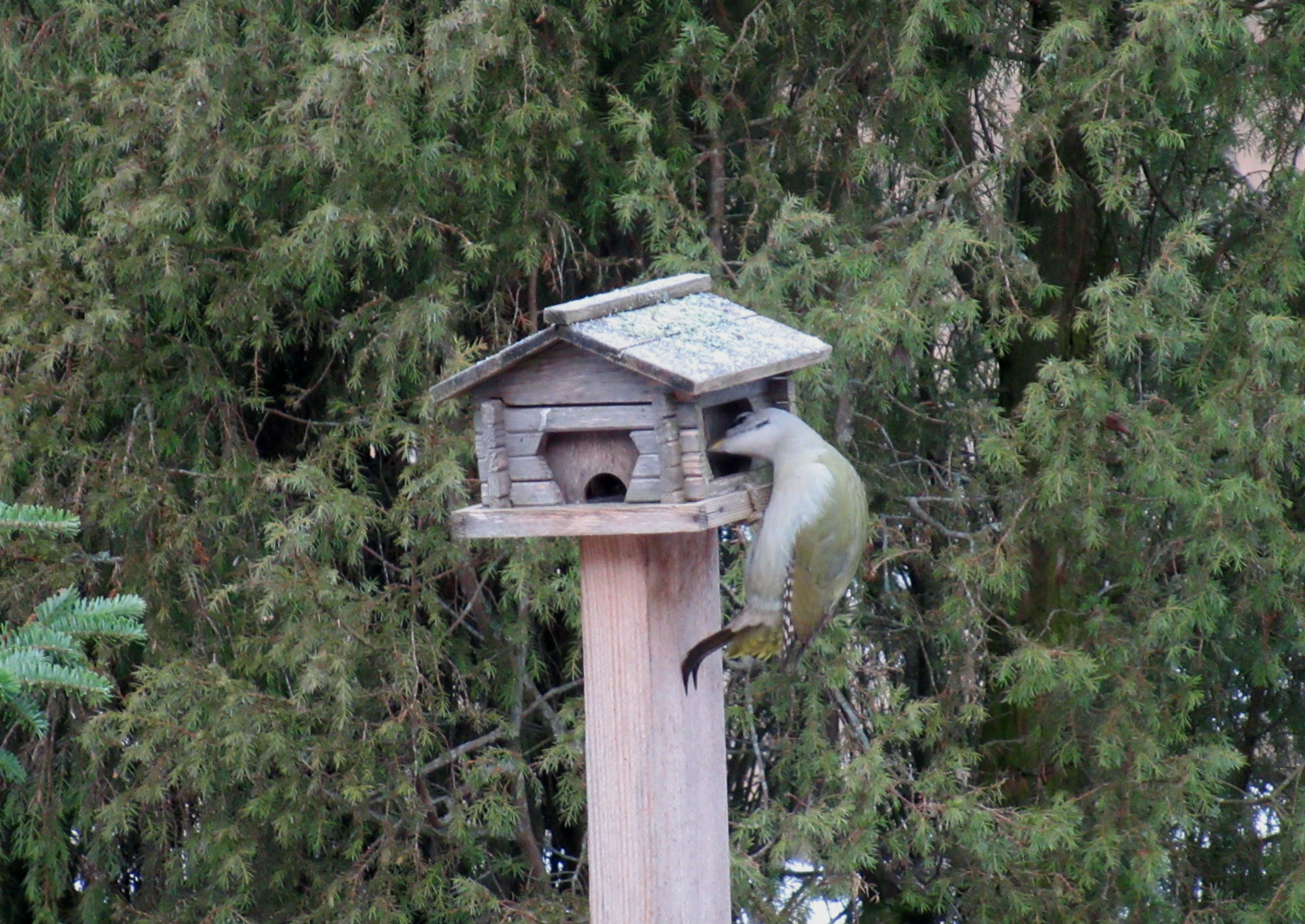 Valokuvaaja: Mirja Suoknuuti