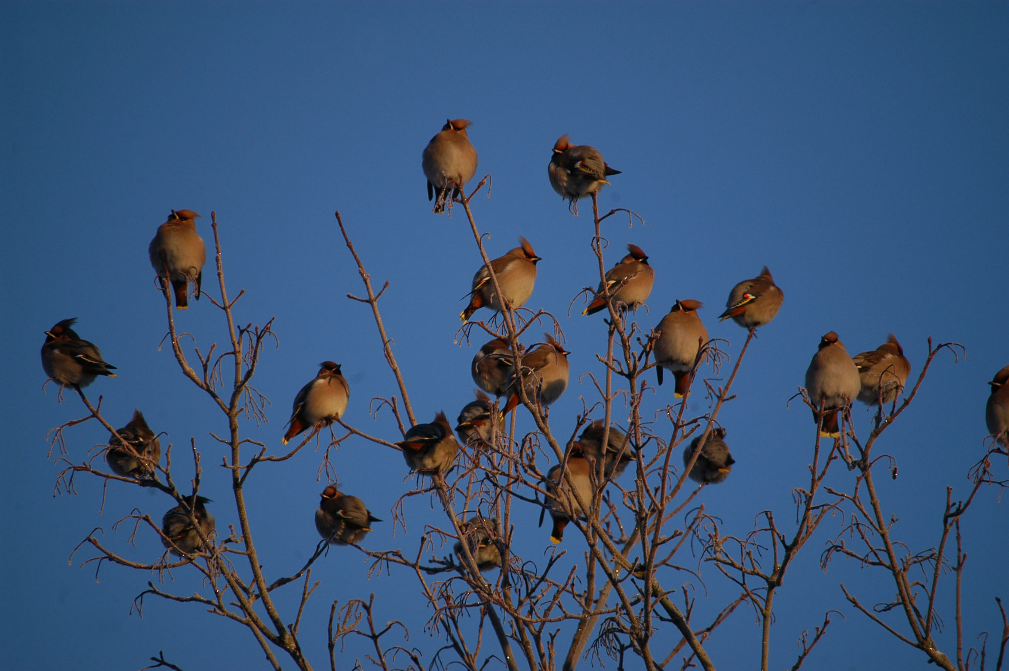 Valokuvaaja: Jouko Varonen