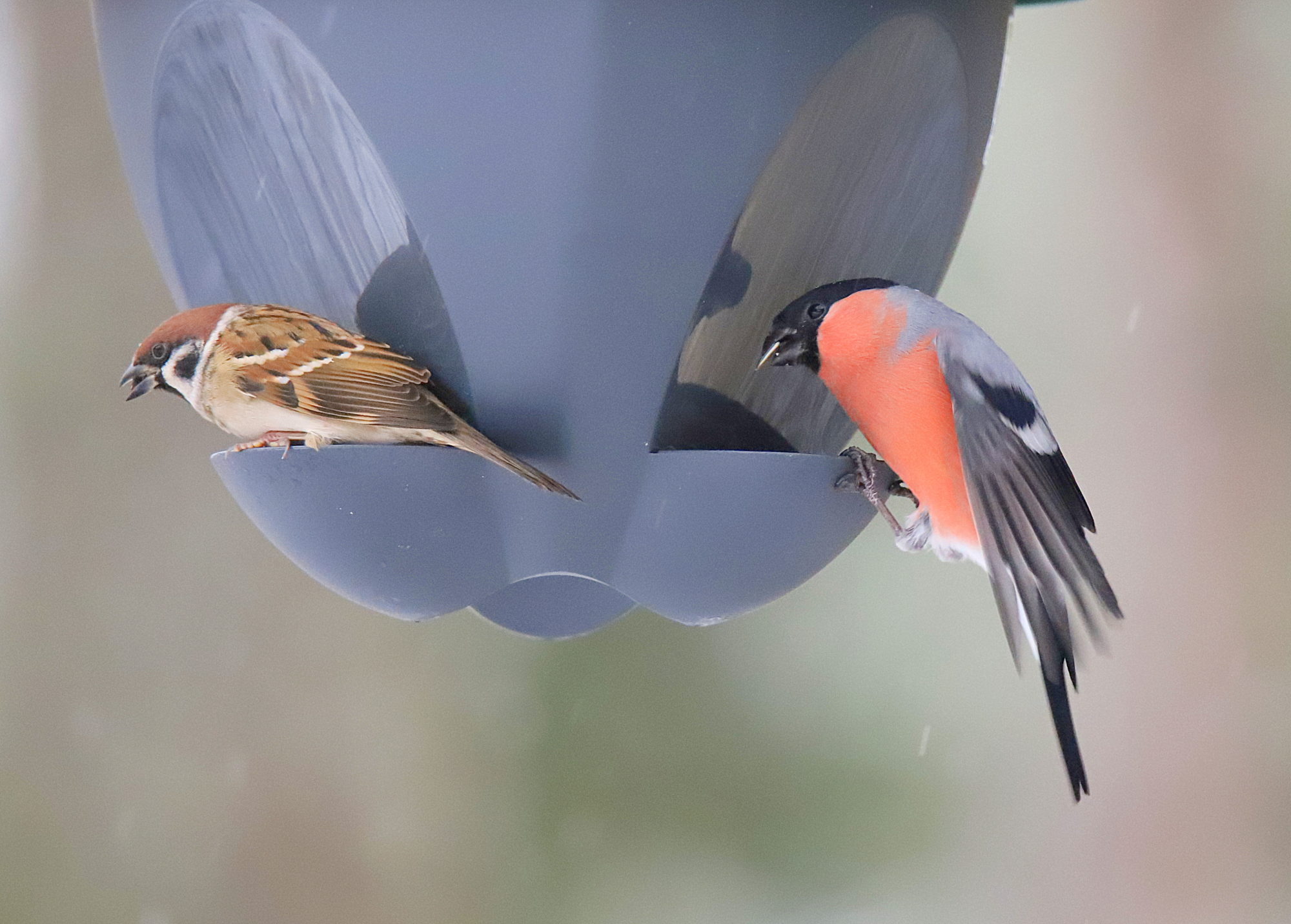 Valokuvaaja: sirpa jyske