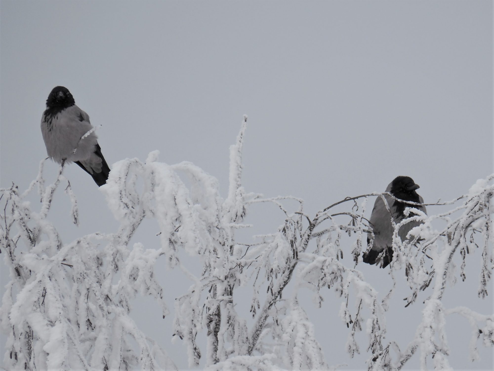 Valokuvaaja: Sirkka Karppinen