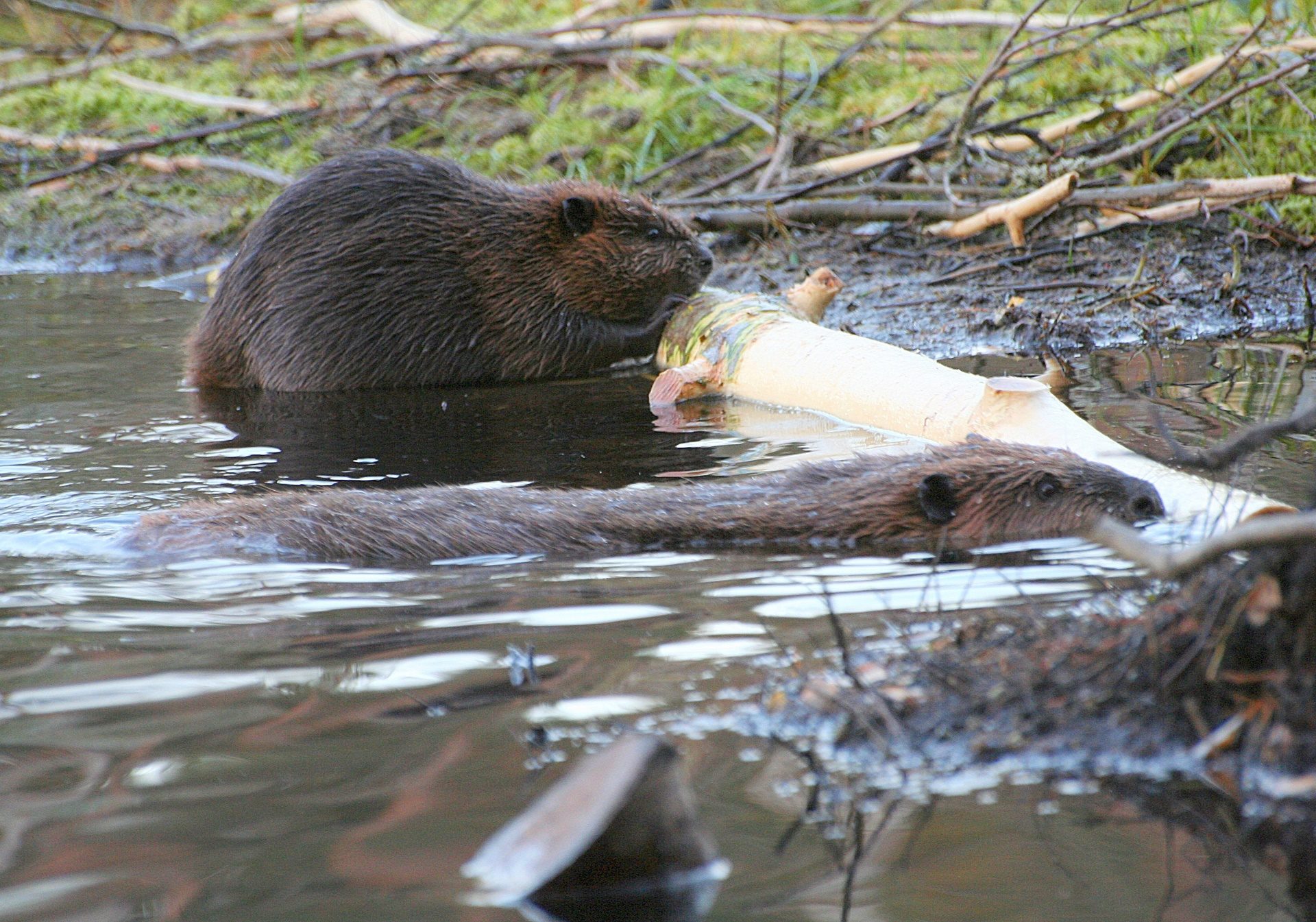 Valokuvaaja: sirpa jyske